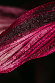 Detailed macro shot of a wet pink leaf showcasing texture and vivid colors.