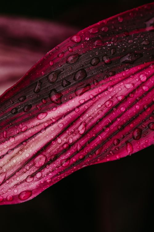 Free Detailed macro shot of a wet pink leaf showcasing texture and vivid colors. Stock Photo