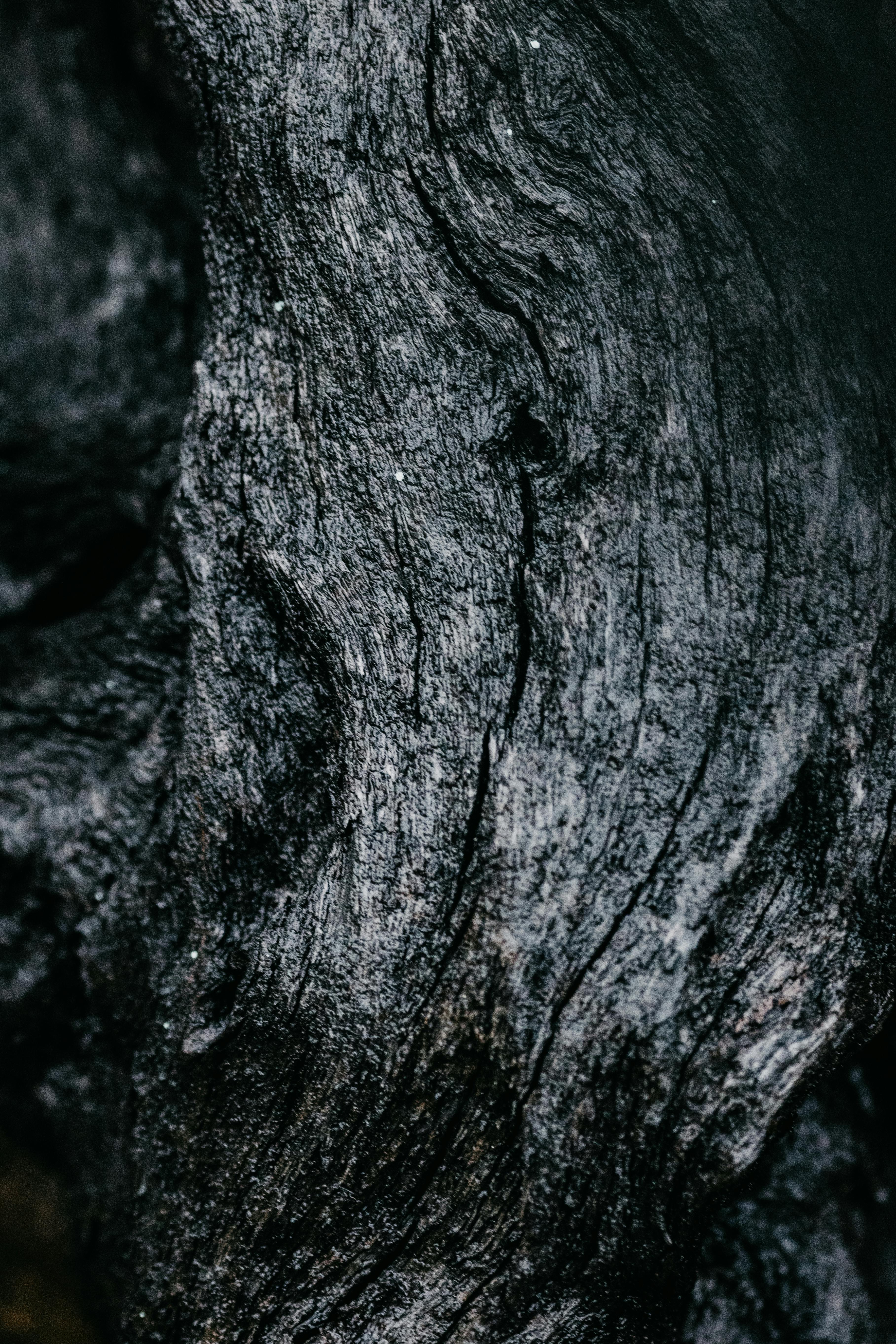 Free Detailed view of dark textured tree bark, showcasing natural patterns and organic forms. Stock Photo