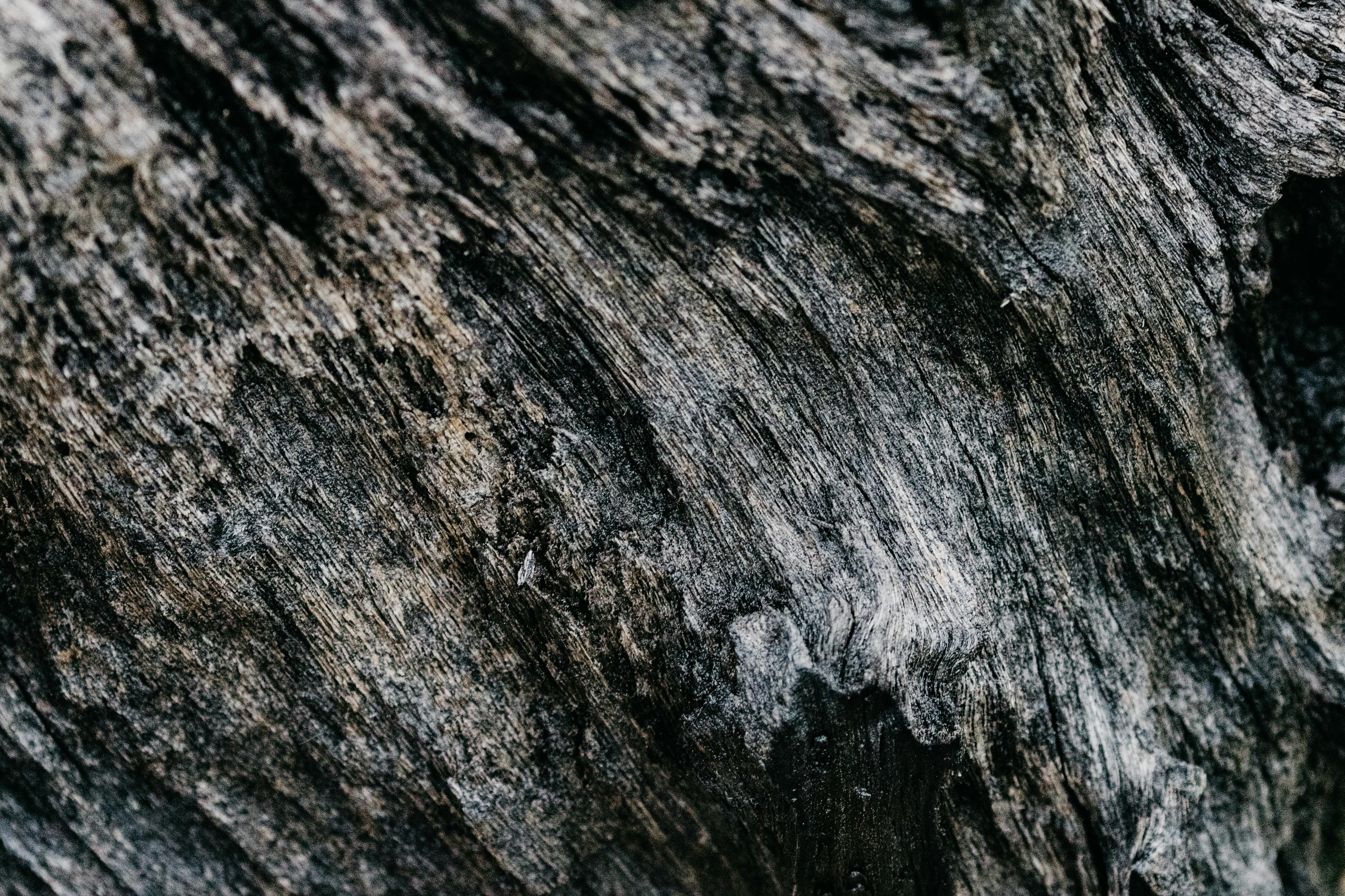 Free Detailed close-up of textured weathered wood surface showing natural patterns and grain. Stock Photo