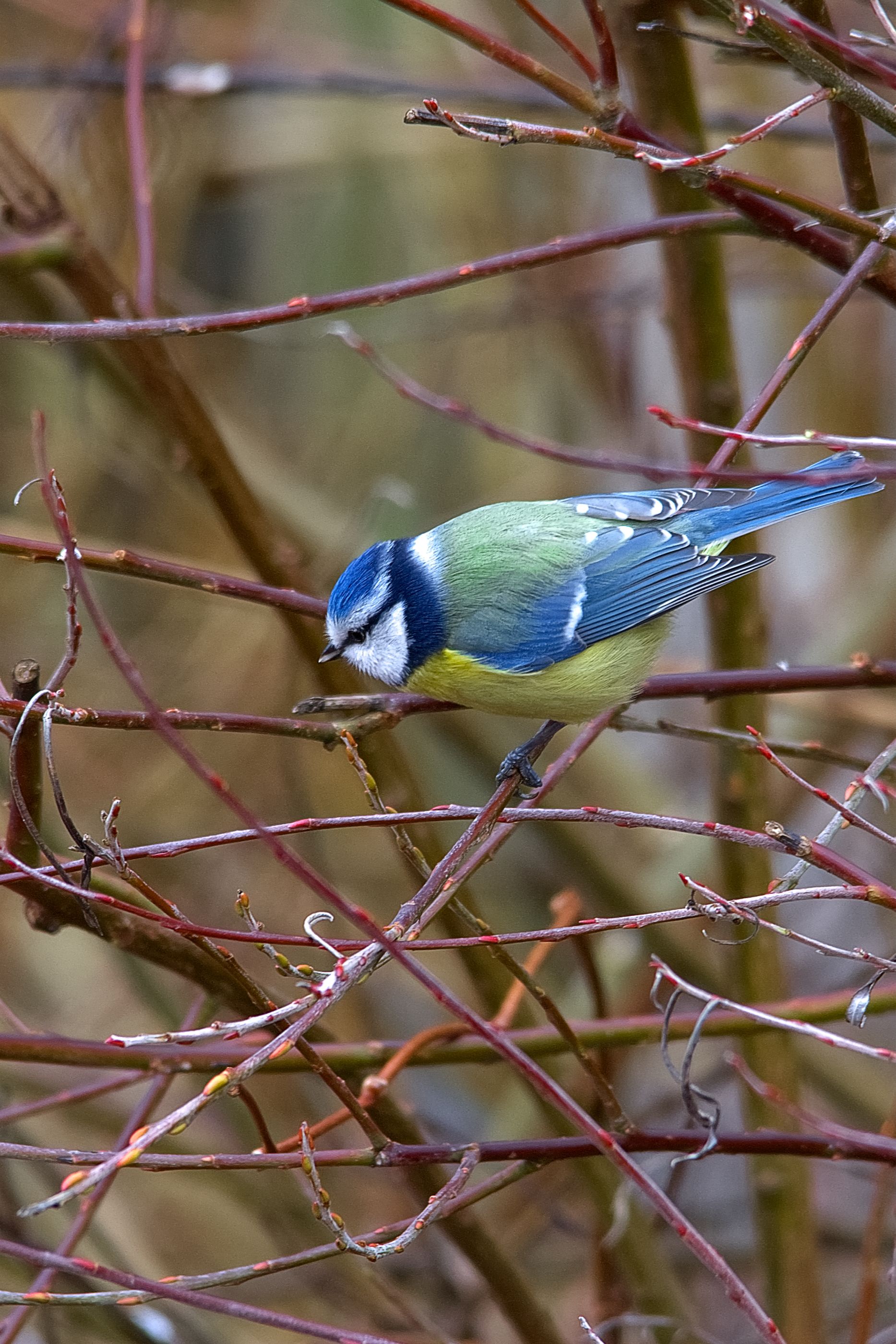 Fotomural Herrerillo azul posado en ramas sin hojas durante el invierno. Capturado con una NIKON D7100.