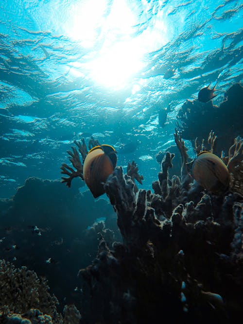 Free underwater environment. Stock Photo