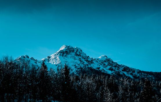白雪覆盖的山脉和明亮蓝天下的针叶林，构成了令人惊叹的冬季景观
