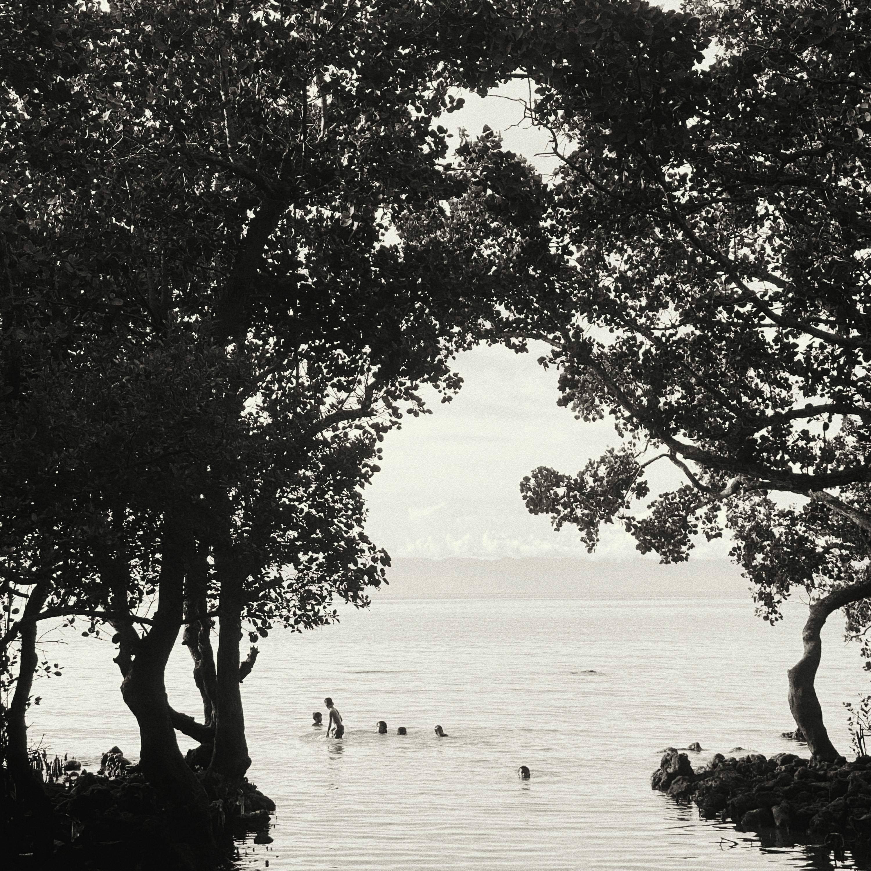 Gratis Pemandangan tepi laut yang damai dengan orang-orang berenang di bawah pepohonan yang membentuk siluet. Foto Stok