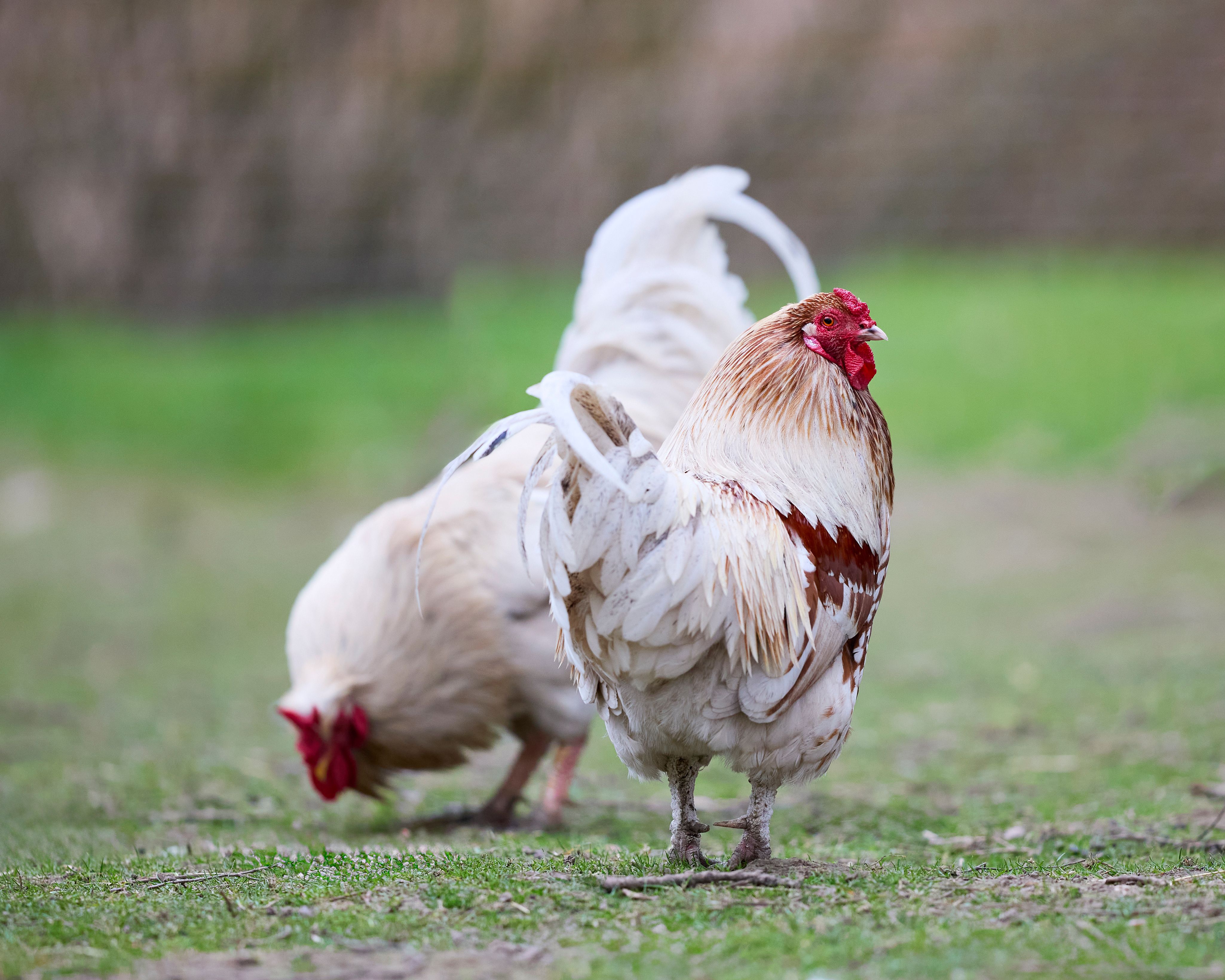 Split scene showing a healthy rooster in a spacious coop opposite confiscated fighting gear on a table