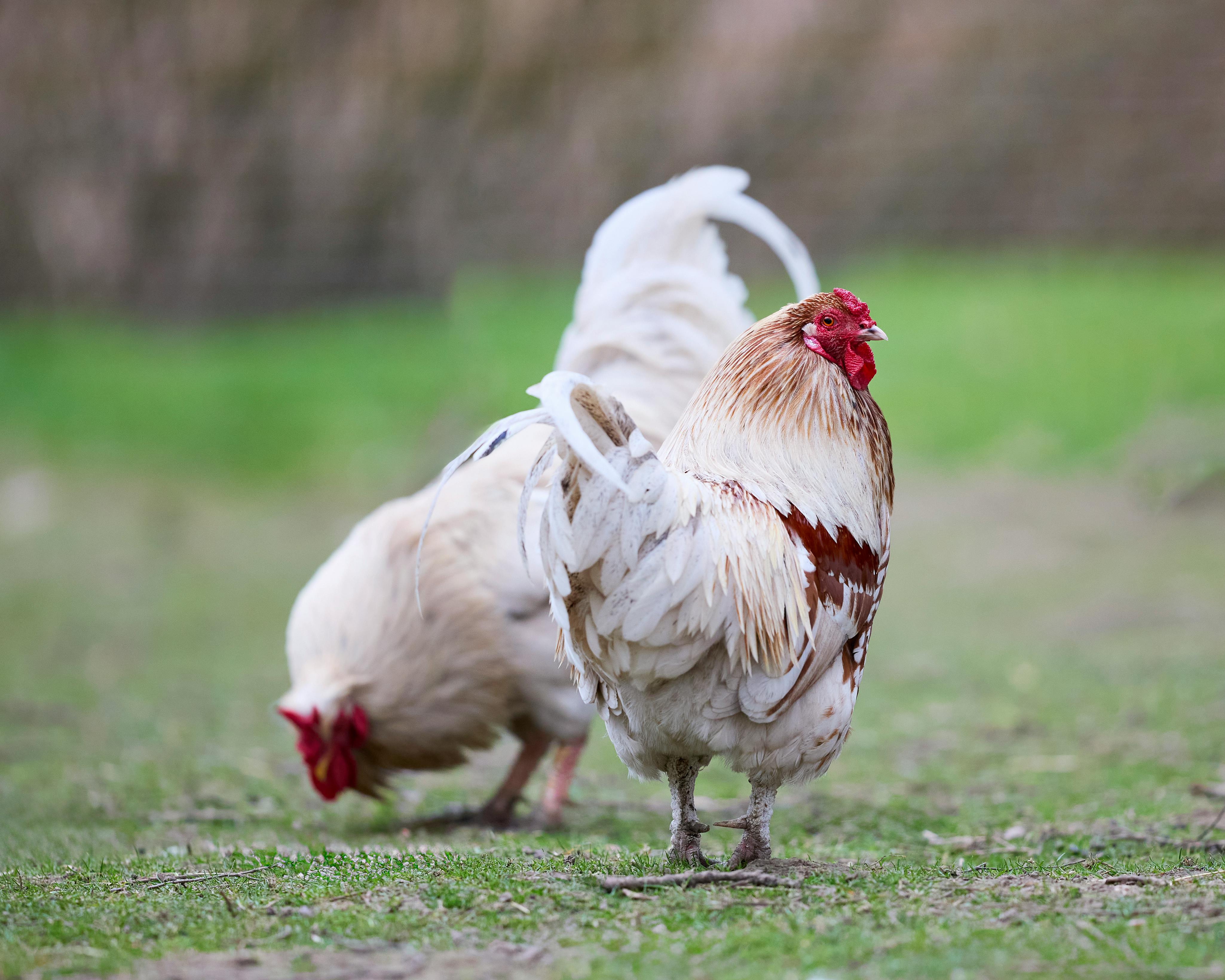 Gratis Dua ayam jantan yang dibiarkan berkeliaran bebas berdiri dan mematuk di ladang pedesaan pada hari yang cerah. Foto Stok