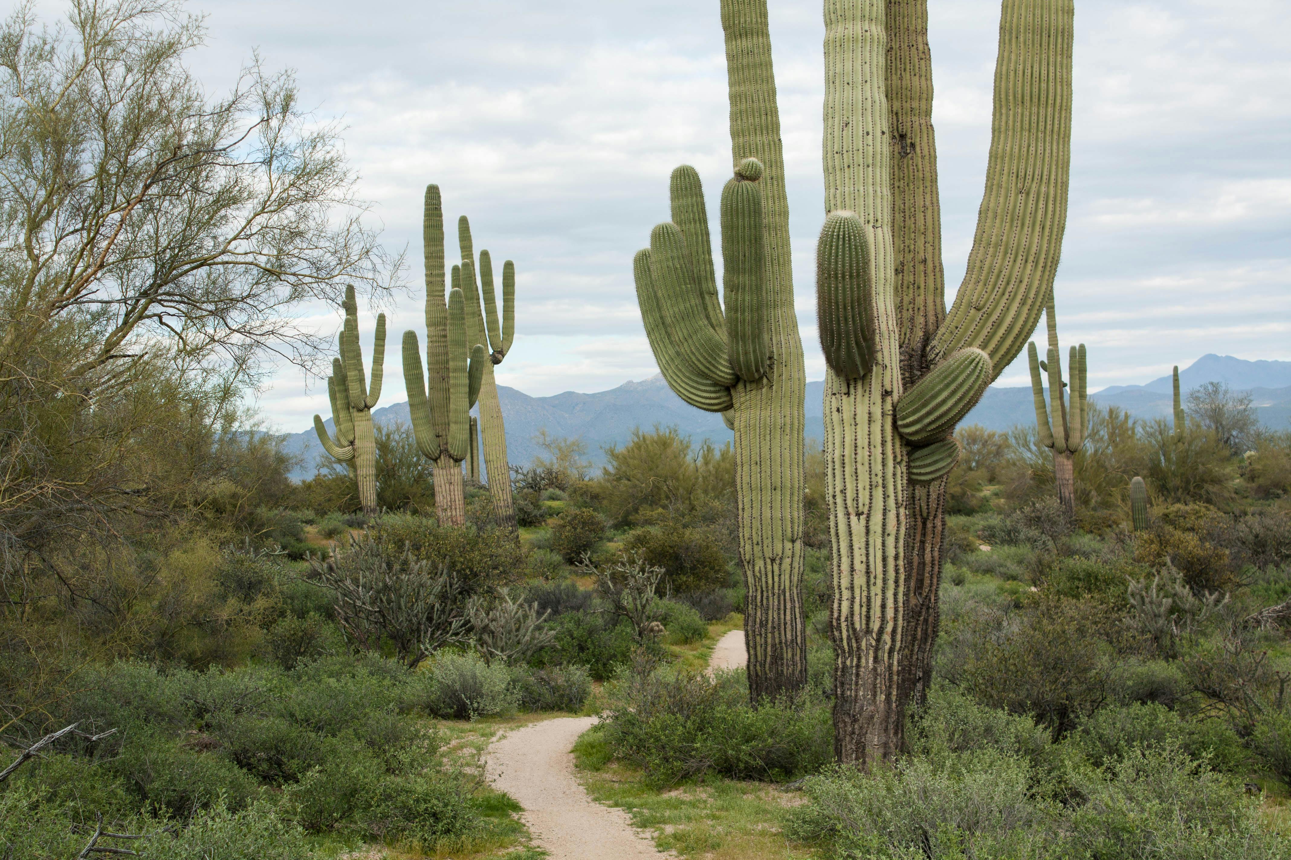 Free stock photo of cactus, desert, path