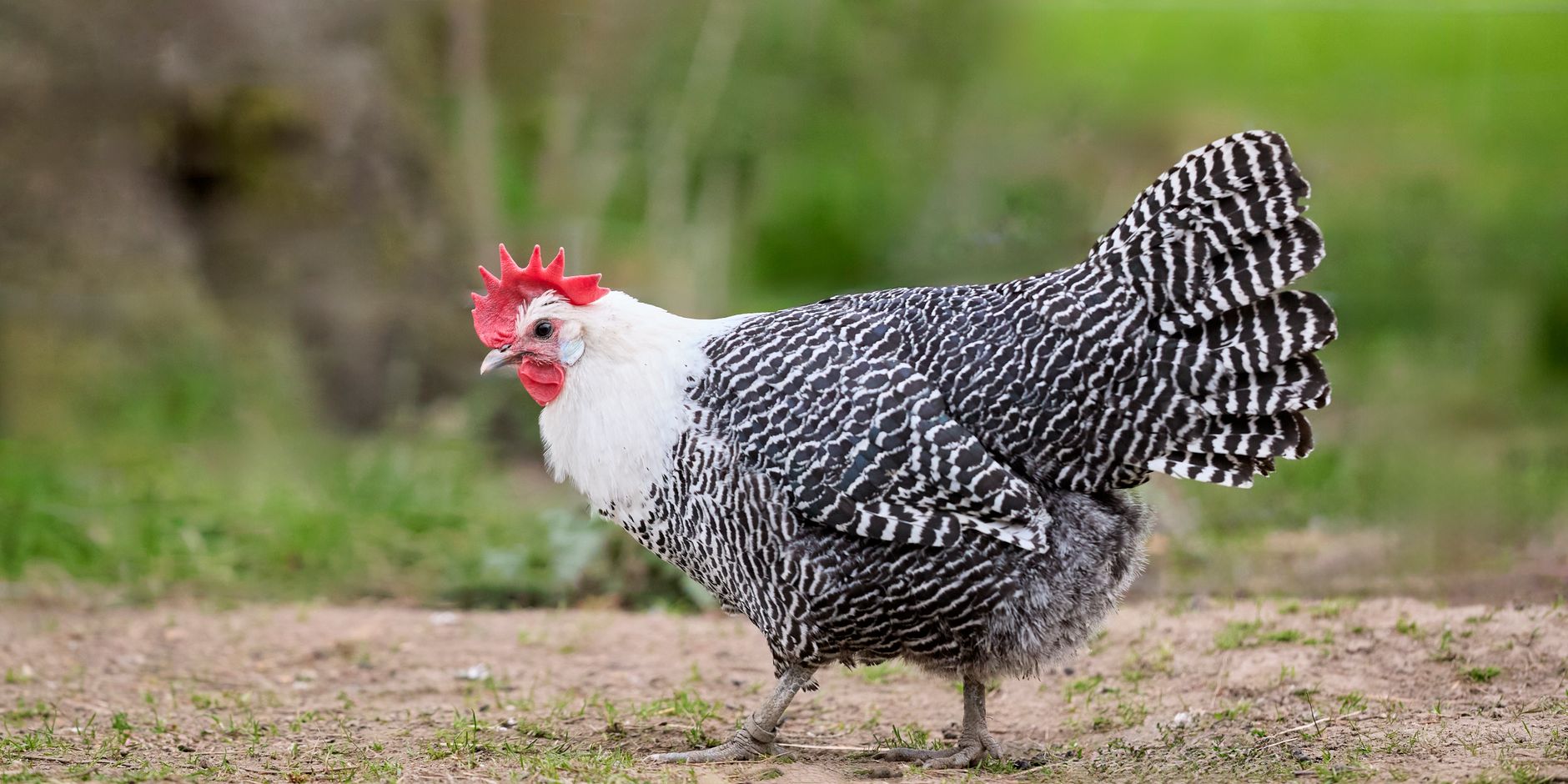 A barred Braekel chicken with distinct feathers standing outdoors on a farm.