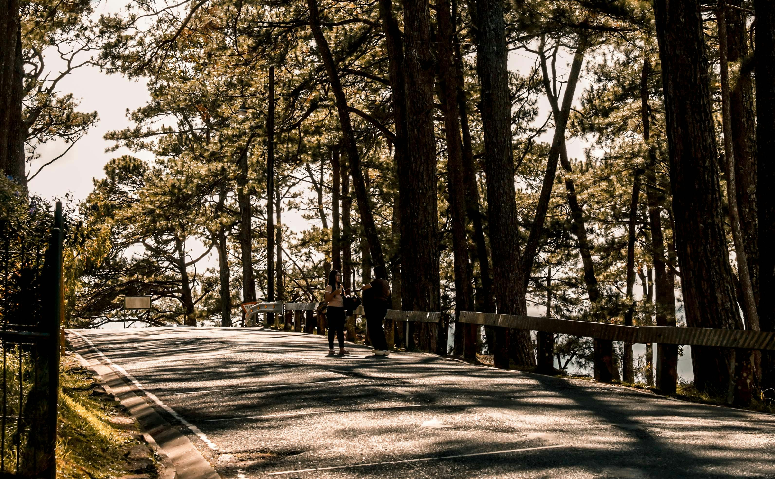 бесплатная Двое человек идут по тихой лесной дороге в окружении высоких деревьев. Стоковое фото