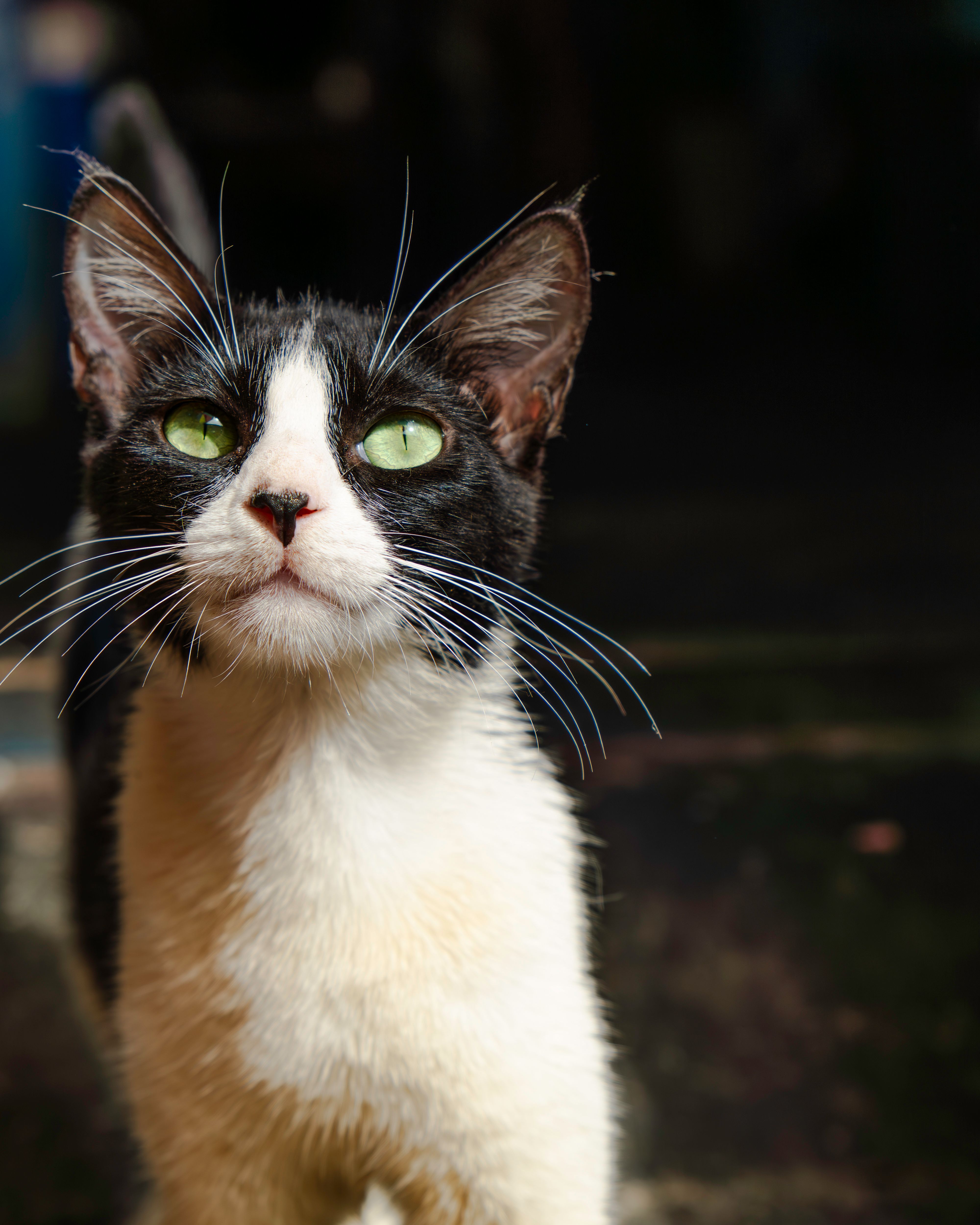 Close-Up Portrait of Black and White Cat Outdoors · Free Stock Photo