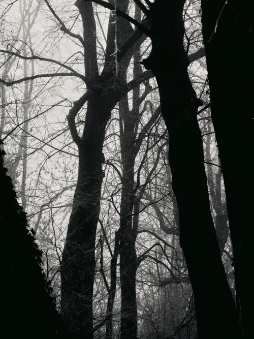Free A dark, mysterious forest with silhouette trees in a foggy atmosphere. Stock Photo