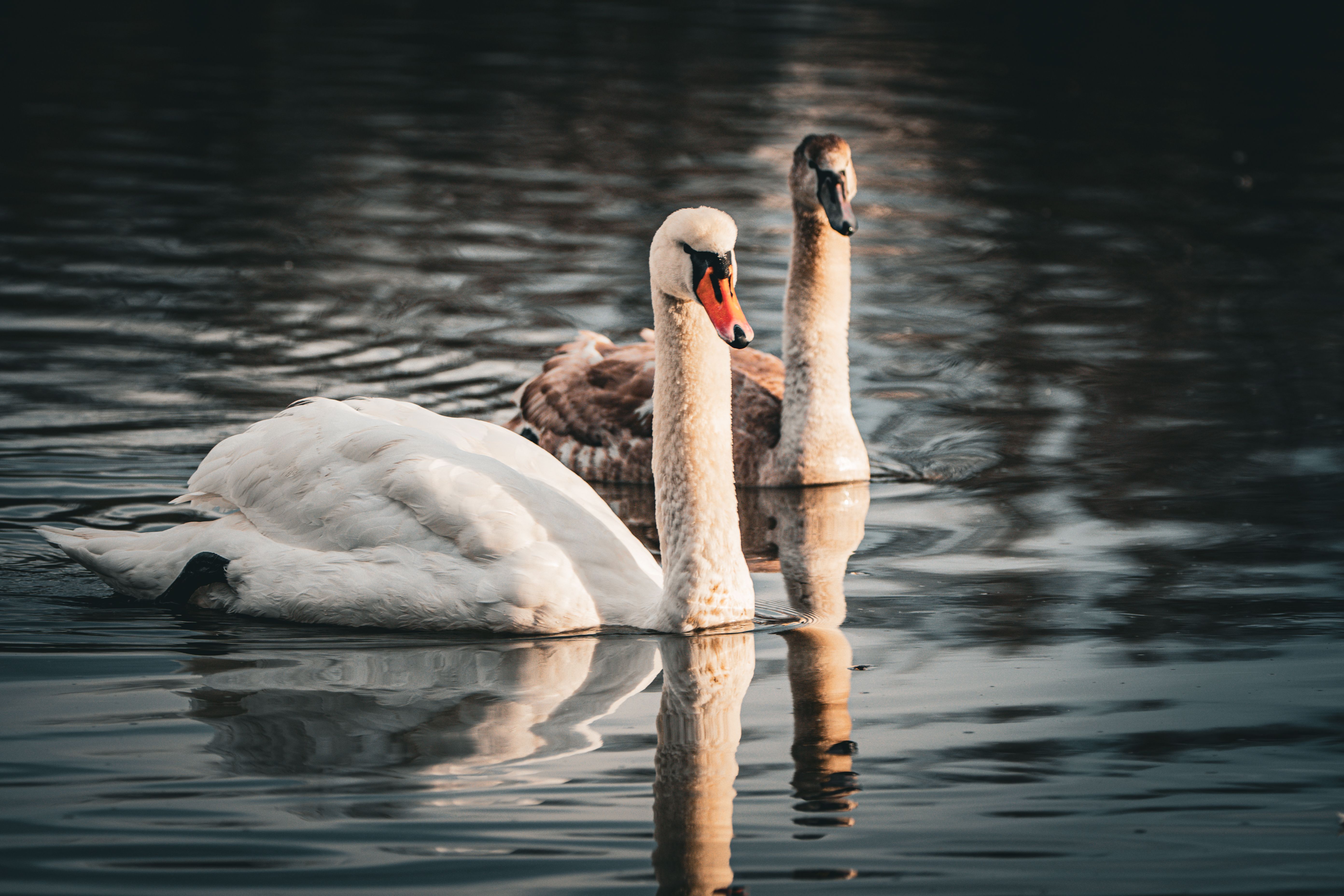 Two Swans Elegantly Swimming in a Serene Lake · Free Stock Photo