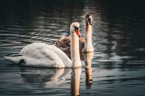Free Two elegant swans glide gracefully on a serene lake reflecting a tranquil ambiance. Stock Photo