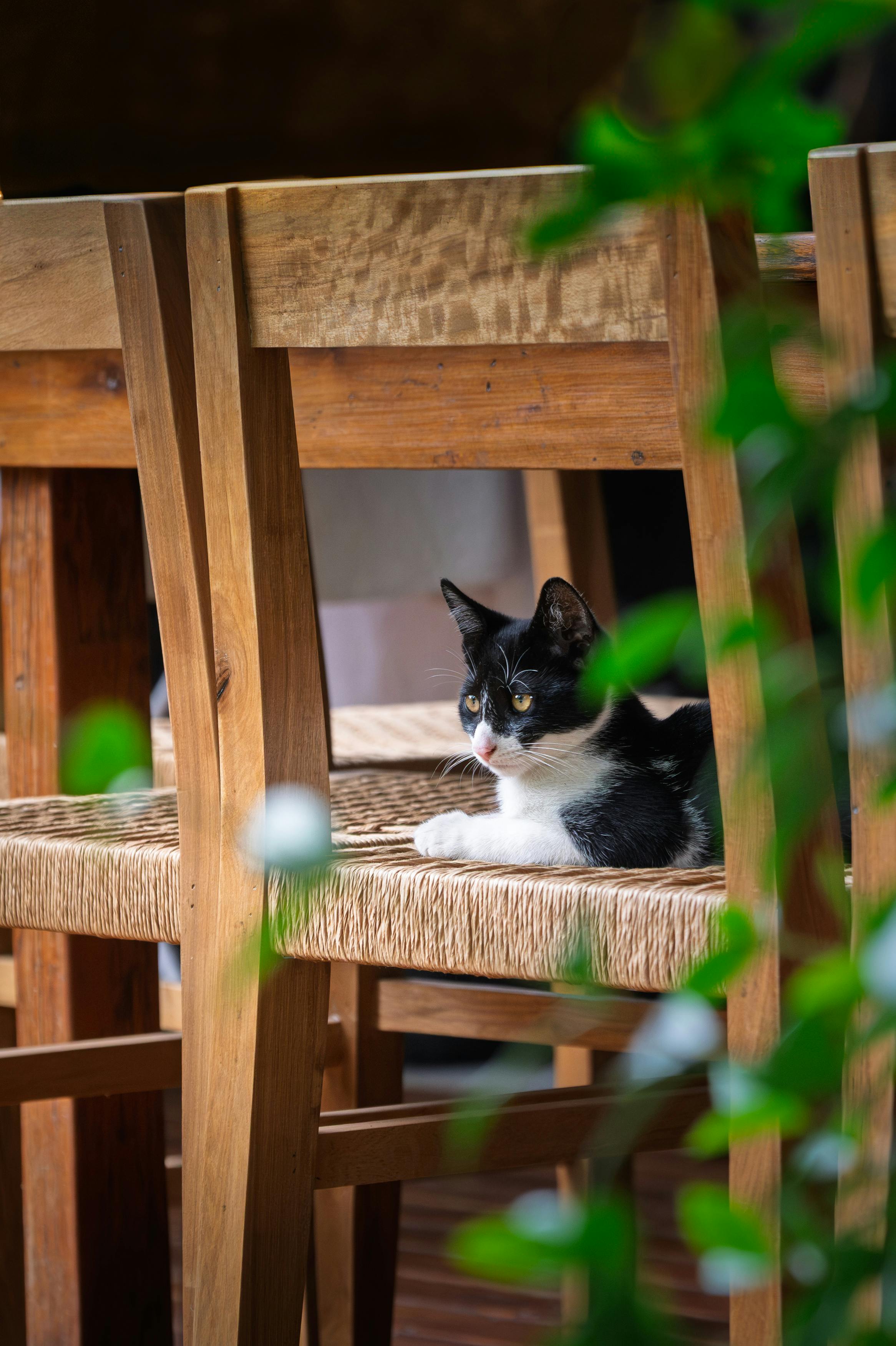 Gratis Foto stok gratis #dalam, Amerika Selatan, anak kucing Foto Stok