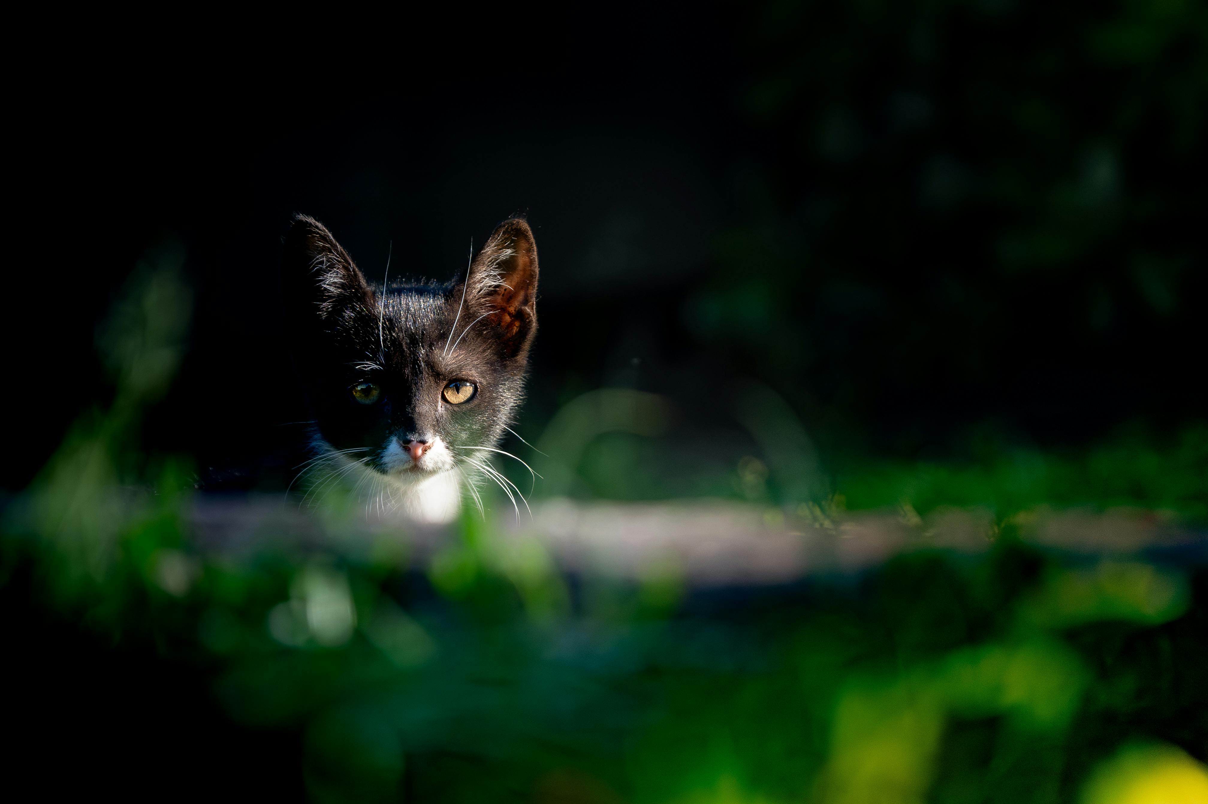 Gratis Kucing tuxedo yang penasaran mengintip dari balik semak-semak hijau yang rimbun, menciptakan suasana yang menyenangkan. Foto Stok