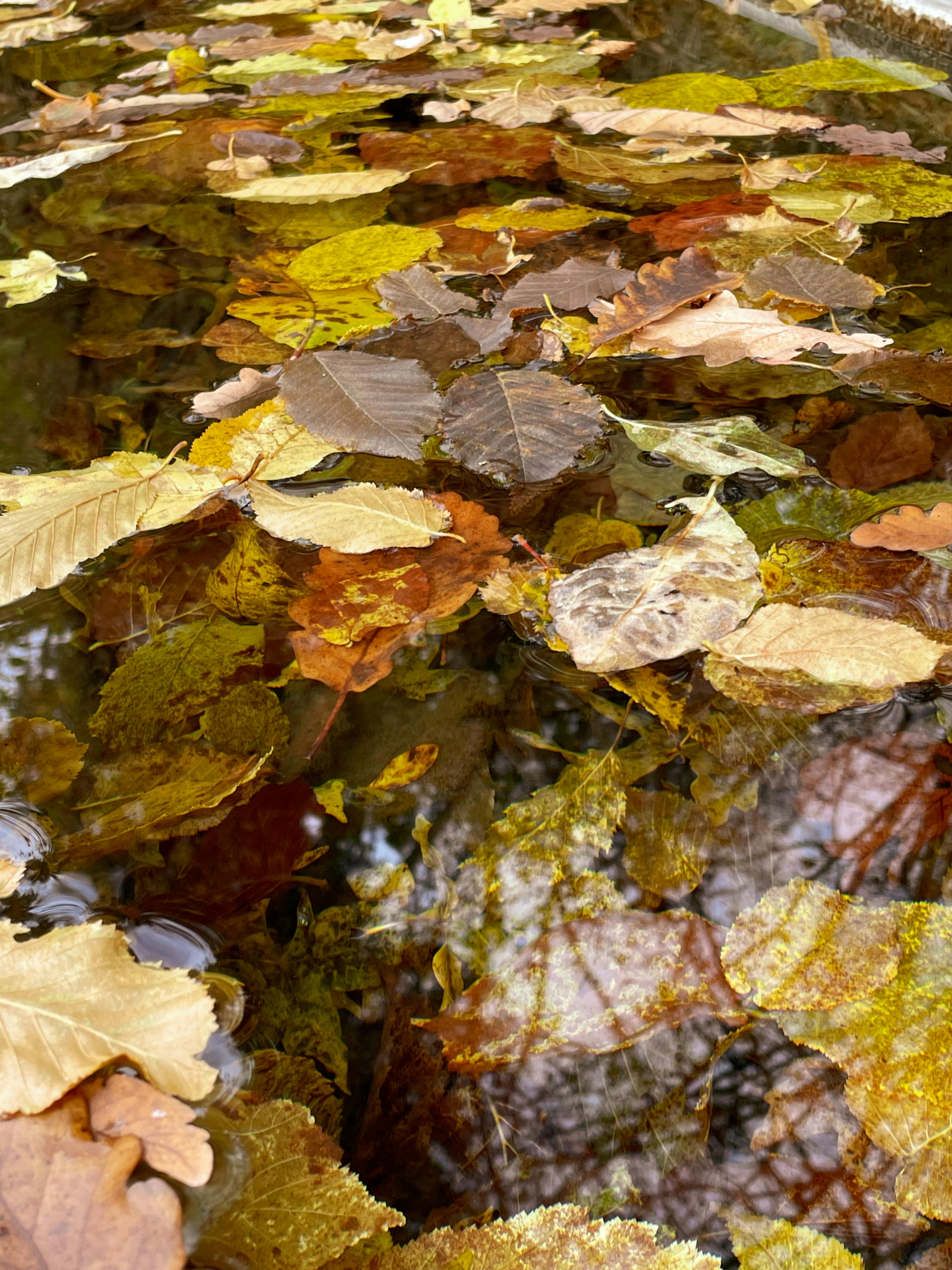 Gratis Daun-daun musim gugur yang berwarna cerah mengapung lembut di atas air jernih, memantulkan pemandangan alam yang tenang. Foto Stok