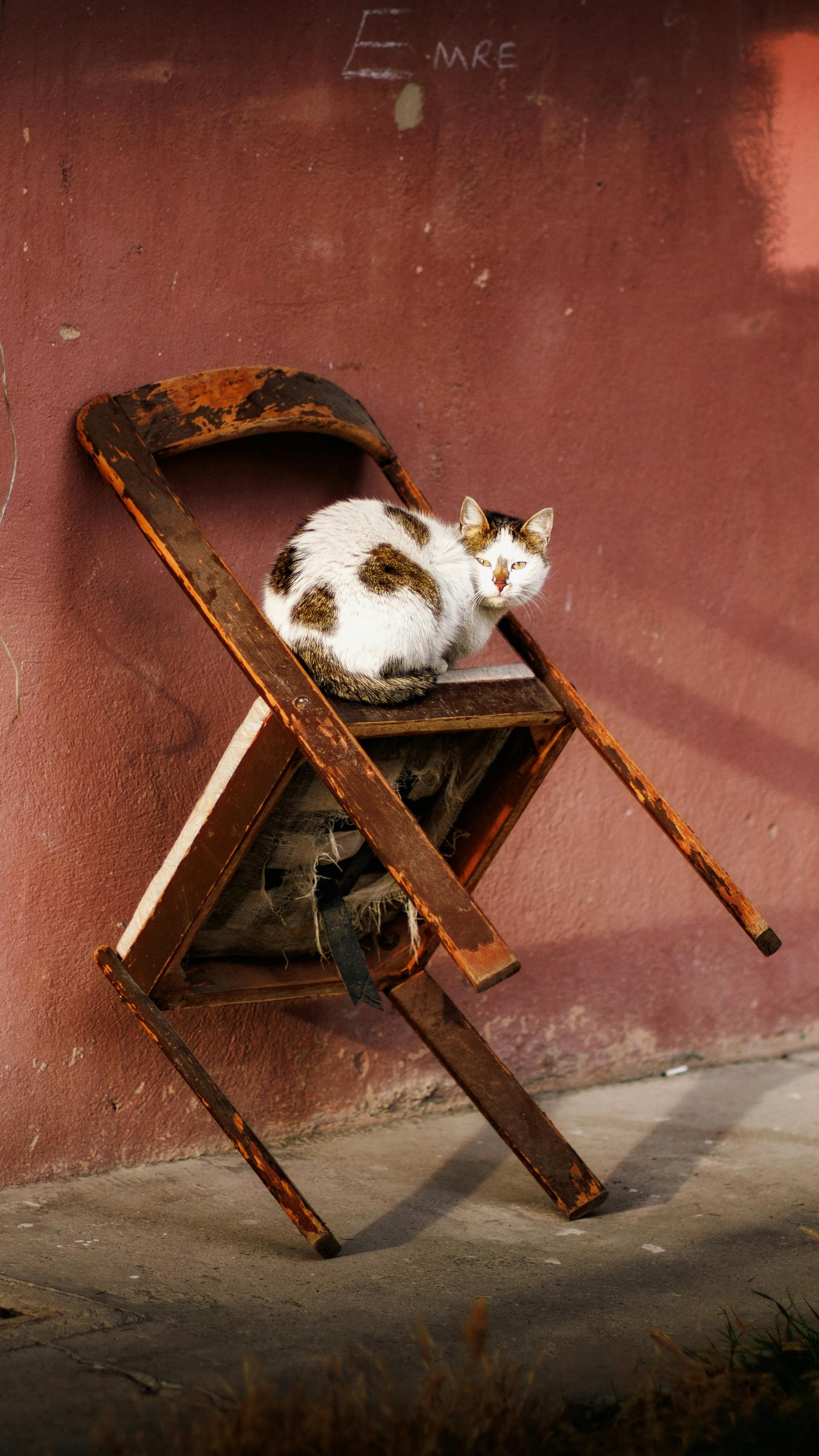 無料 斑点のある白い猫が、赤い壁を背にした古い折り畳み椅子でくつろいでいます。 写真素材