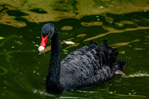 Free A black swan with red beak gracefully gliding in reflective pond waters. Stock Photo