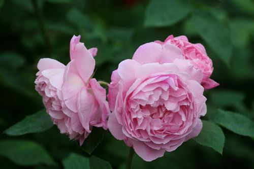 Free Beautiful pink roses in full bloom with lush green leaves. Stock Photo