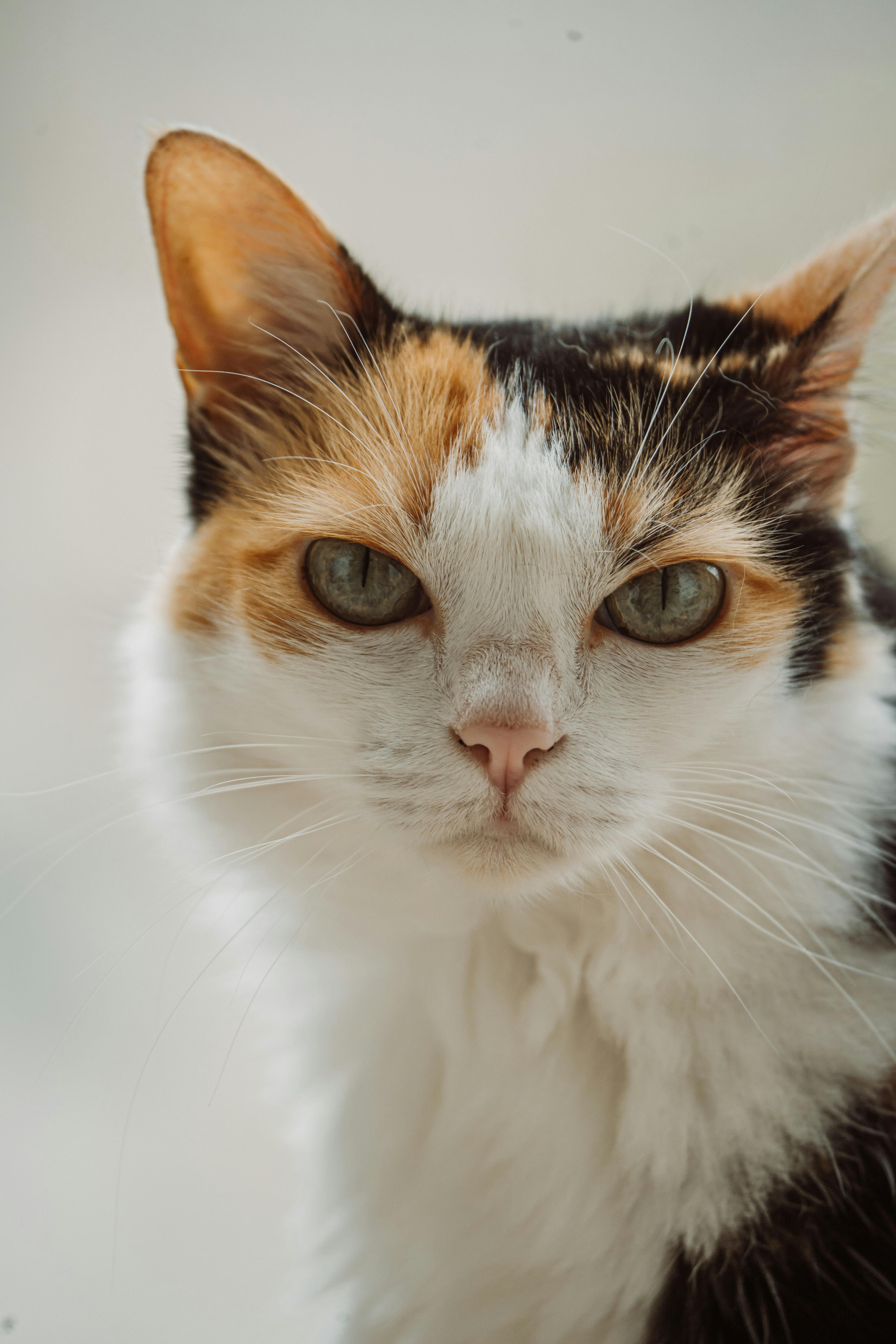Free A detailed close-up portrait of a calico cat with striking green eyes, expressive and serene. Stock Photo