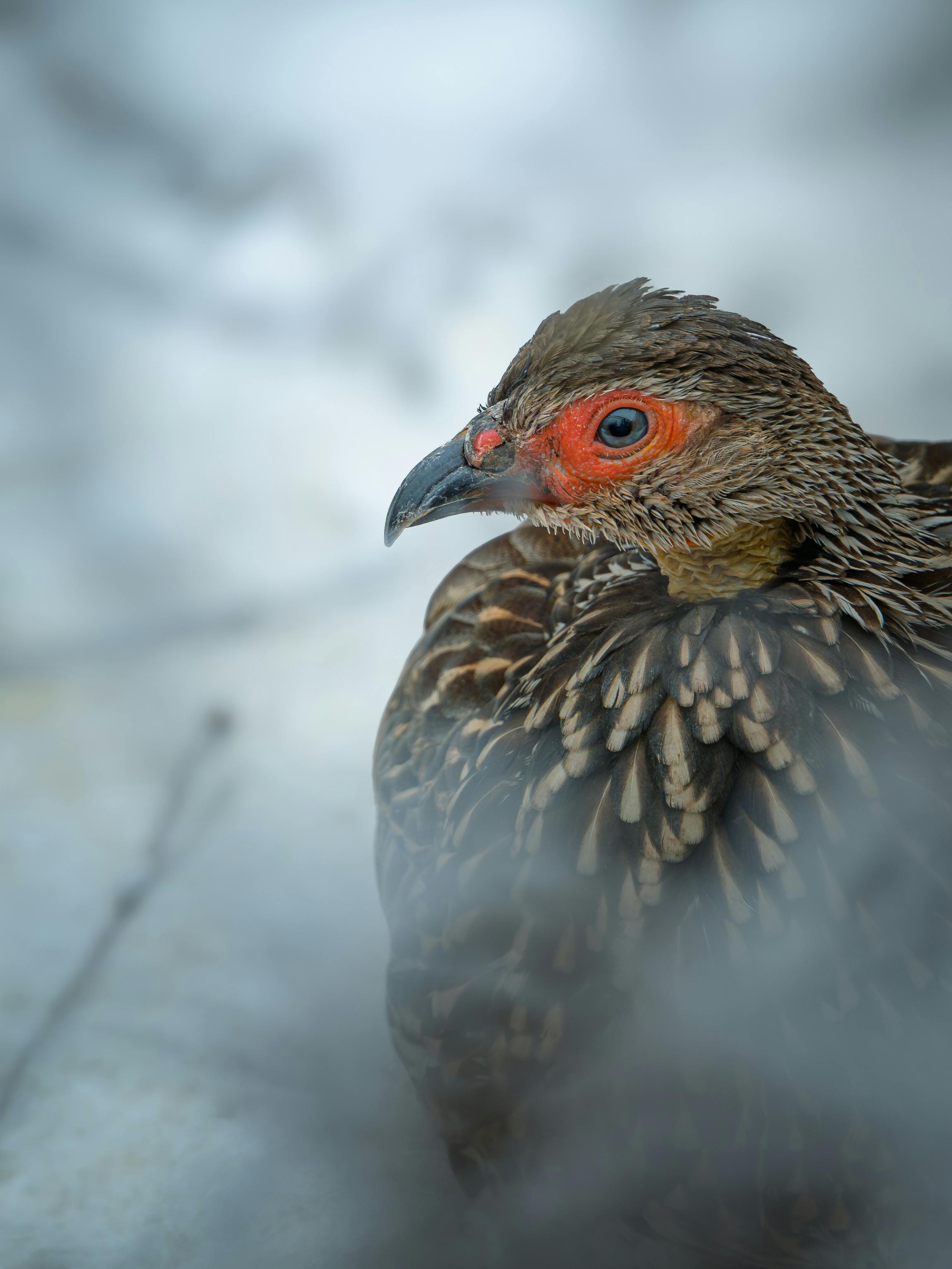 Gratis Et slående nærbilde av en fasan med detaljert fjærdrakt mot en snødekt bakgrunn i Polen. Arkivbilde