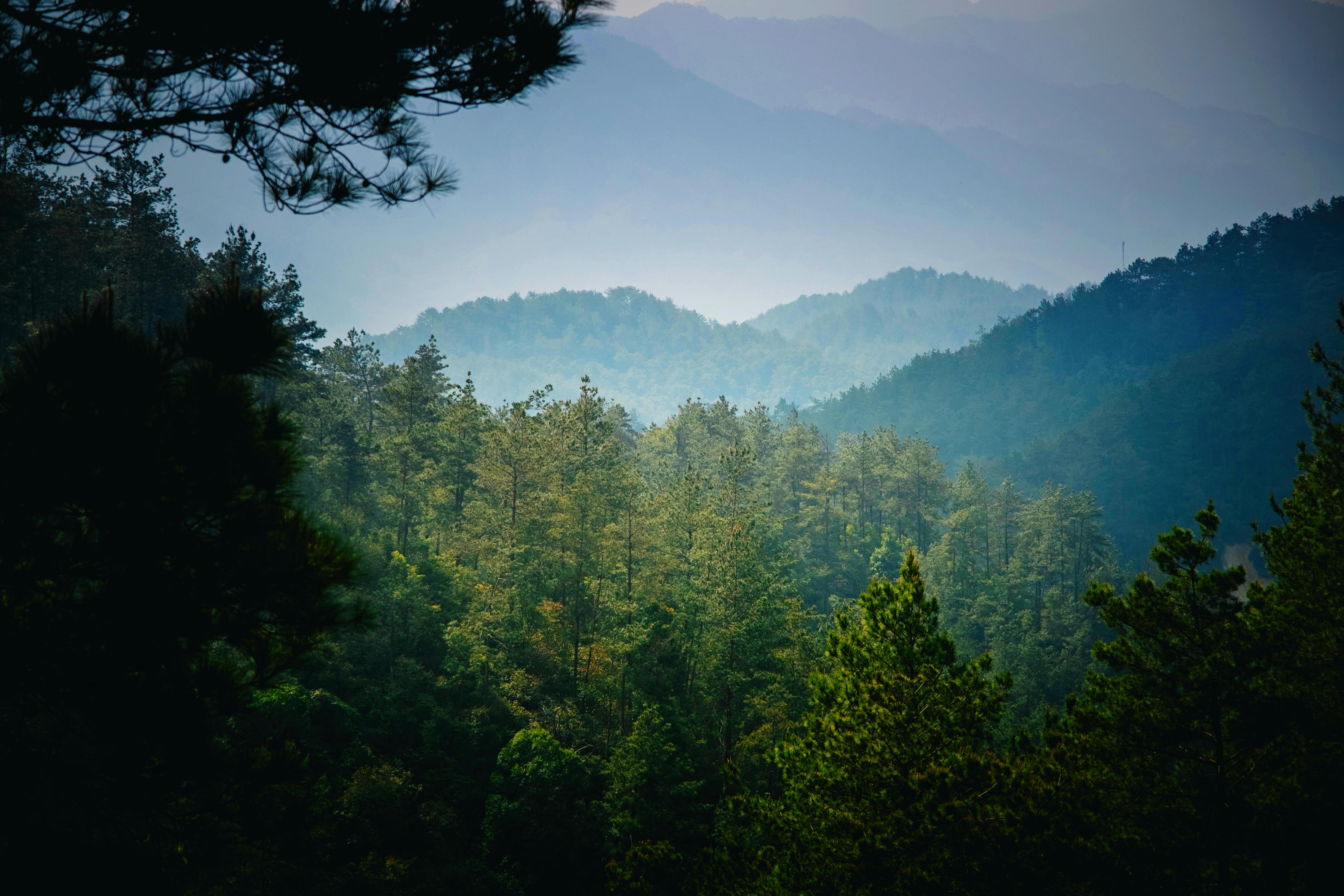 бесплатная Спокойный вид на пышный горный лес с окутанными туманом холмами на заднем плане. Стоковое фото
