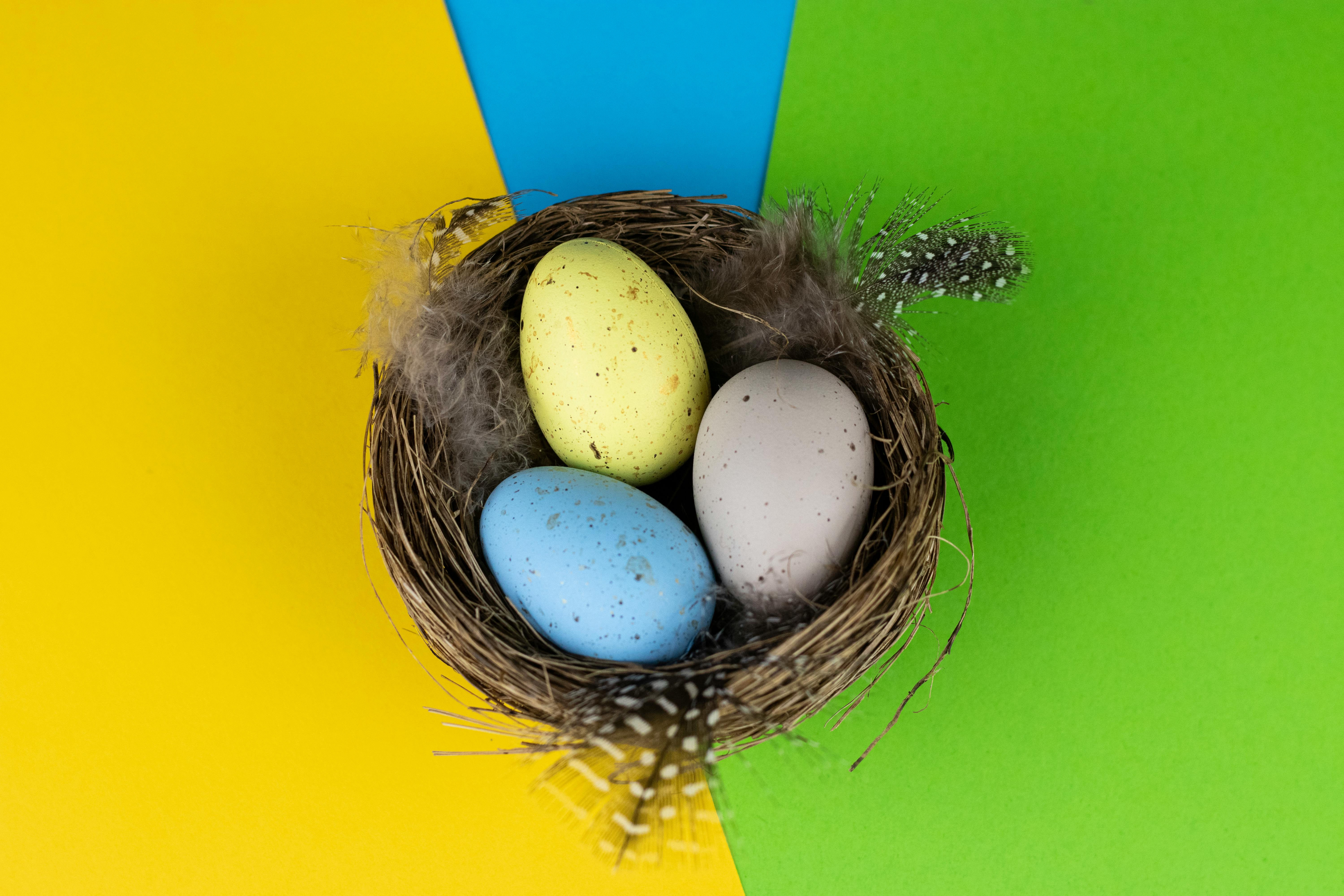 Free stock photo of background, beautifull, chiken Stock Photo