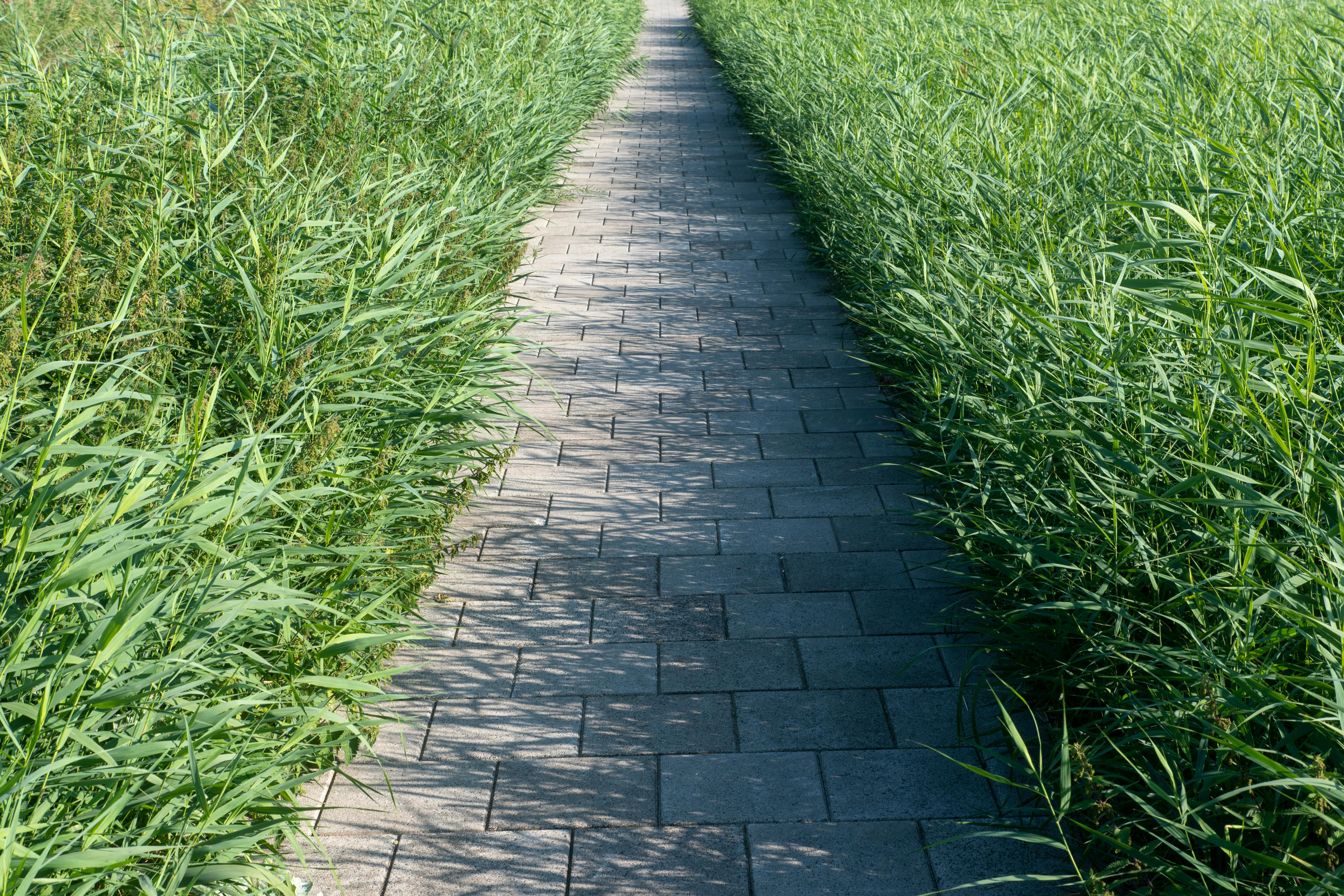 無料 日光の下、背の高い青々とした緑の草に囲まれた静かな舗装された小道。 写真素材