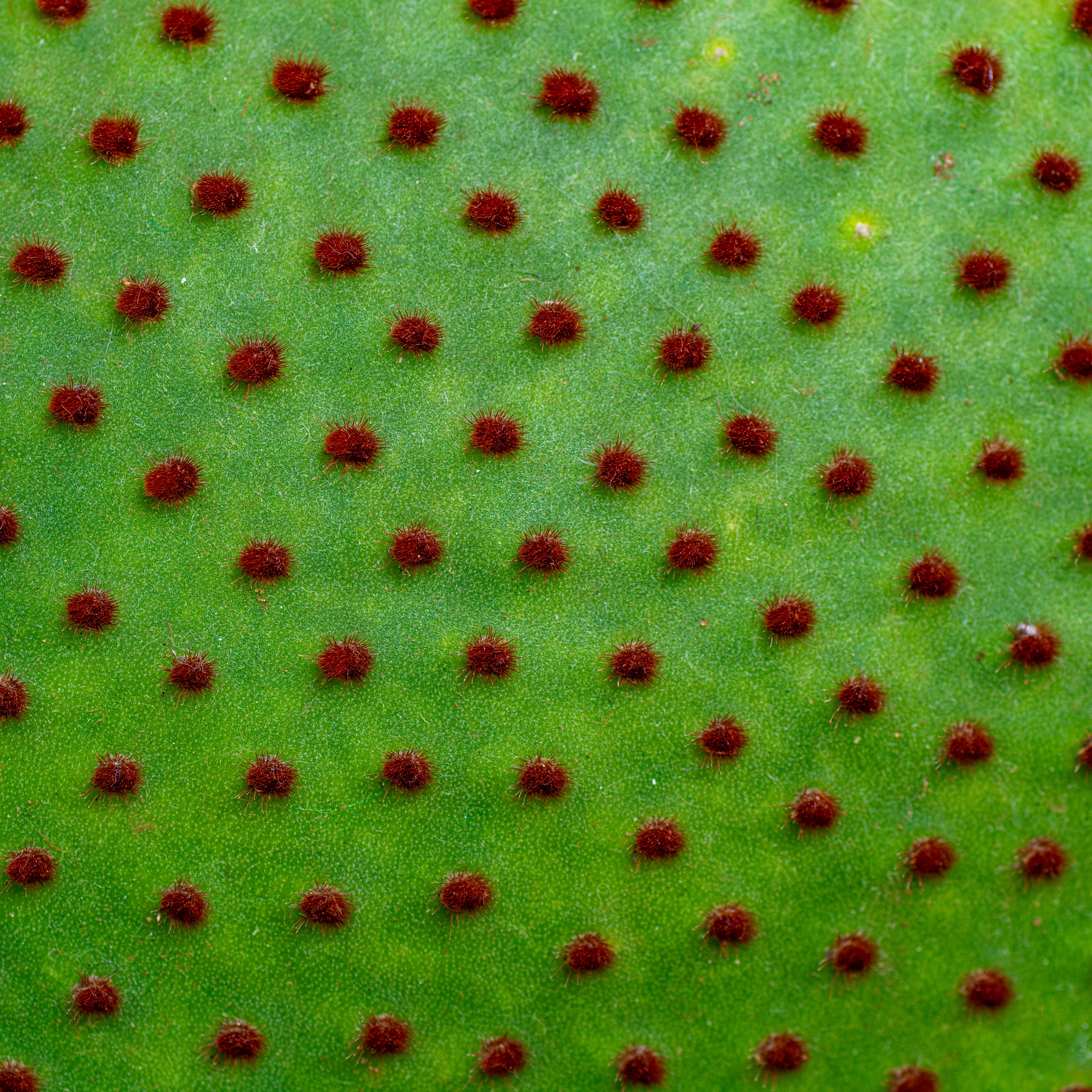Lime Vibe