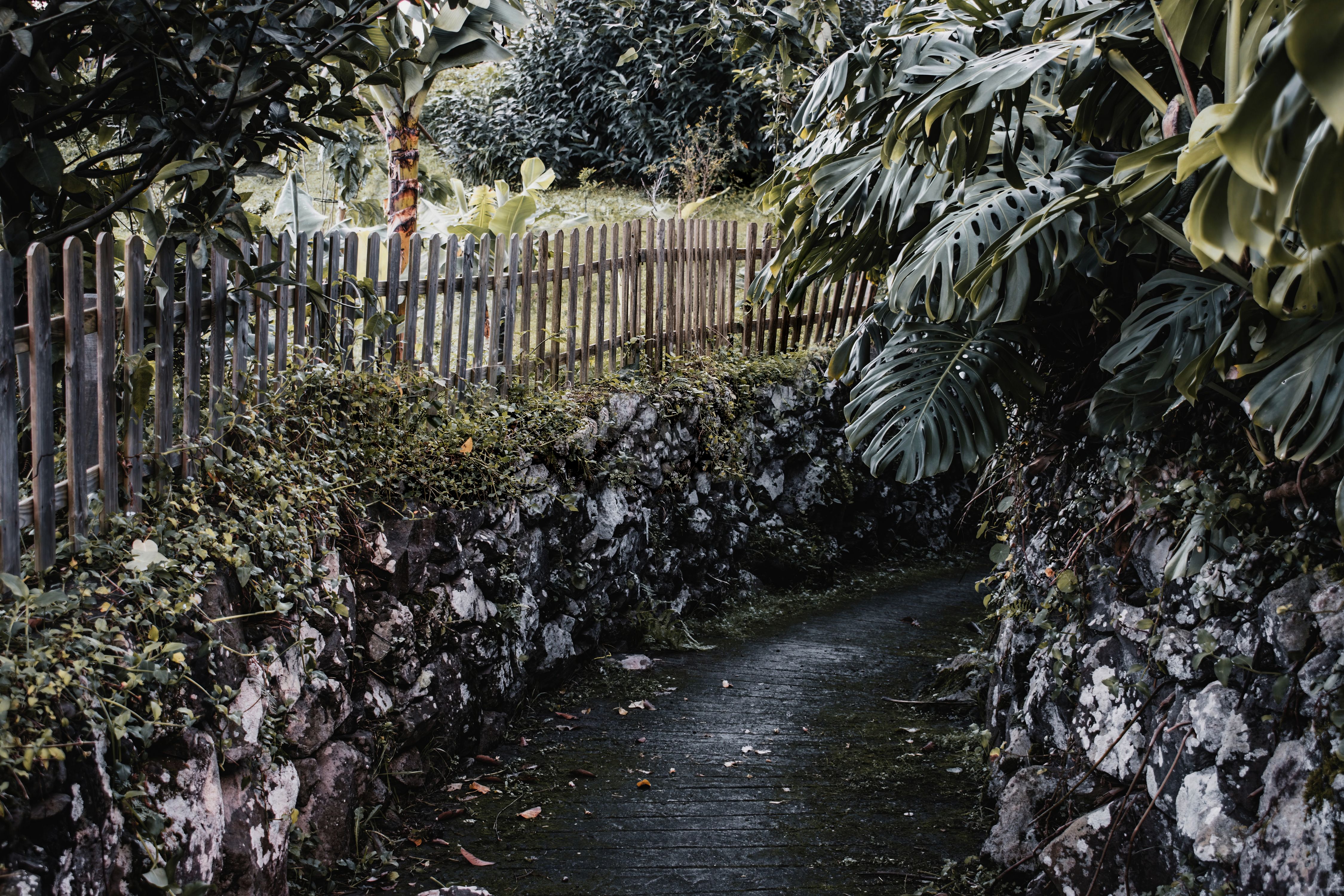 Serene pathway surrounded by lush greenery in a Madeira garden, perfect for tranquil moments.