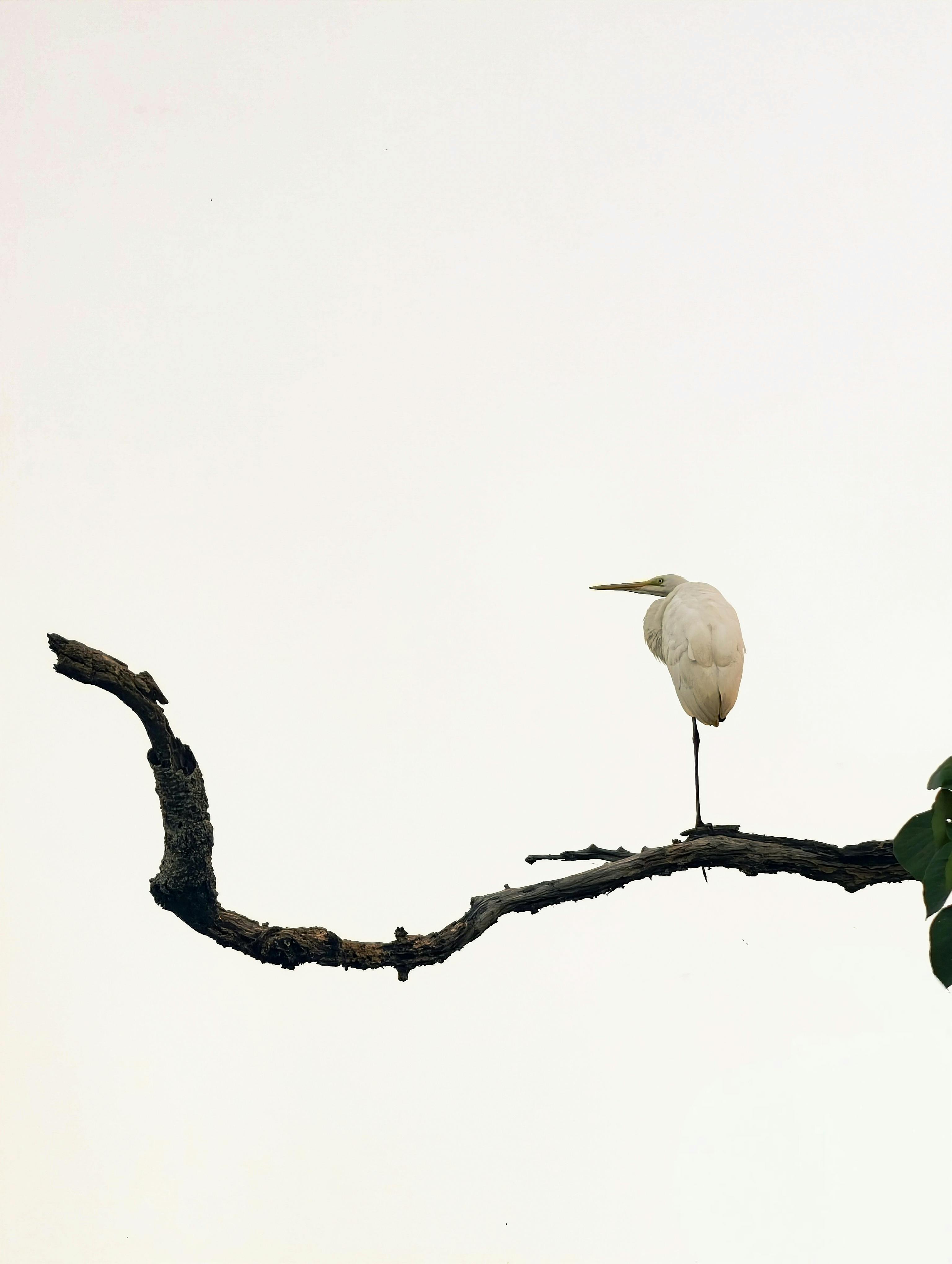 Free A lone egret stands elegantly on a branch against a bright sky, symbolizing solitude and grace. Stock Photo