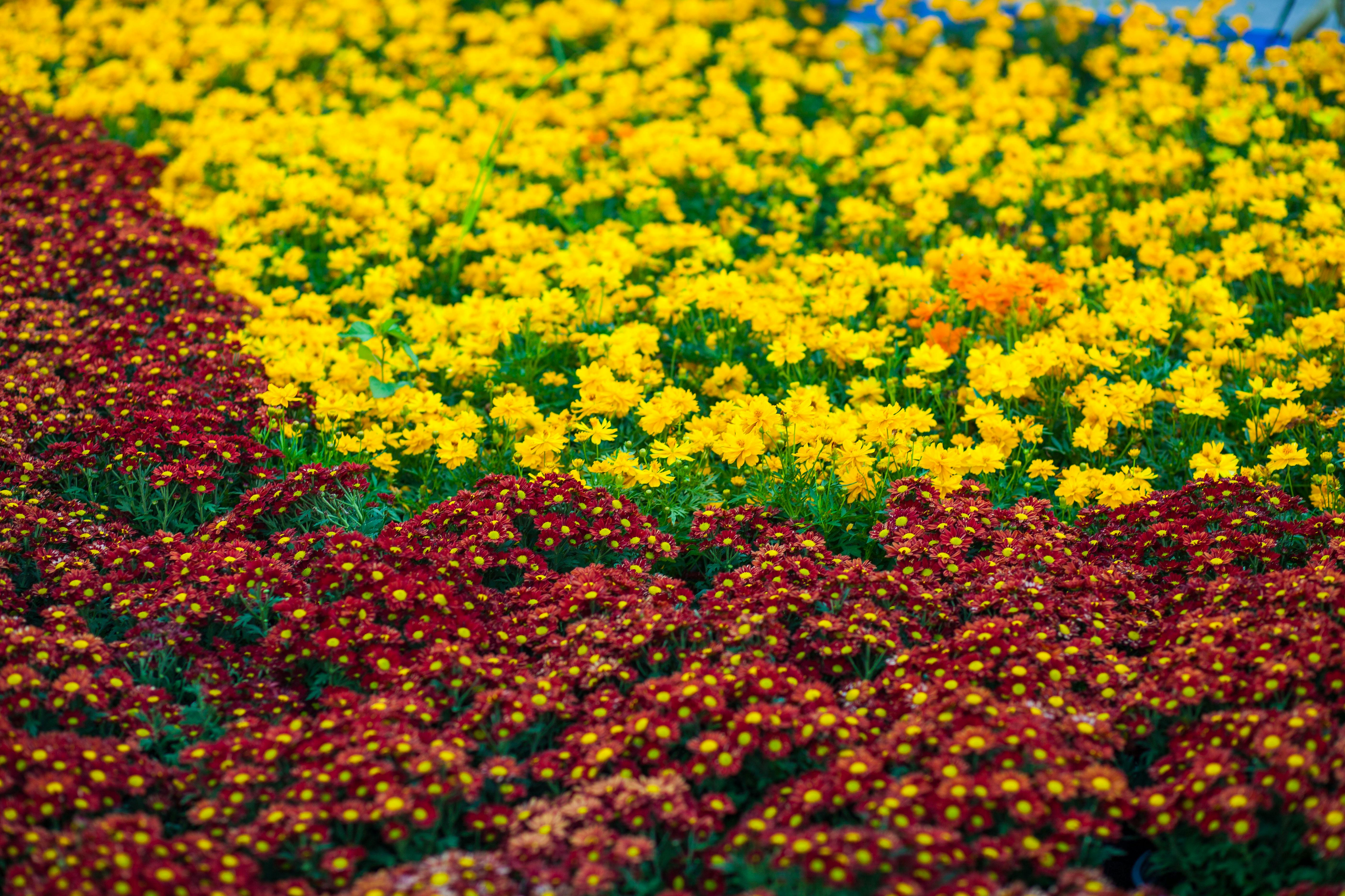 無料 自然な屋外環境に赤と黄色の花が色鮮やかに咲き誇る庭園。 写真素材
