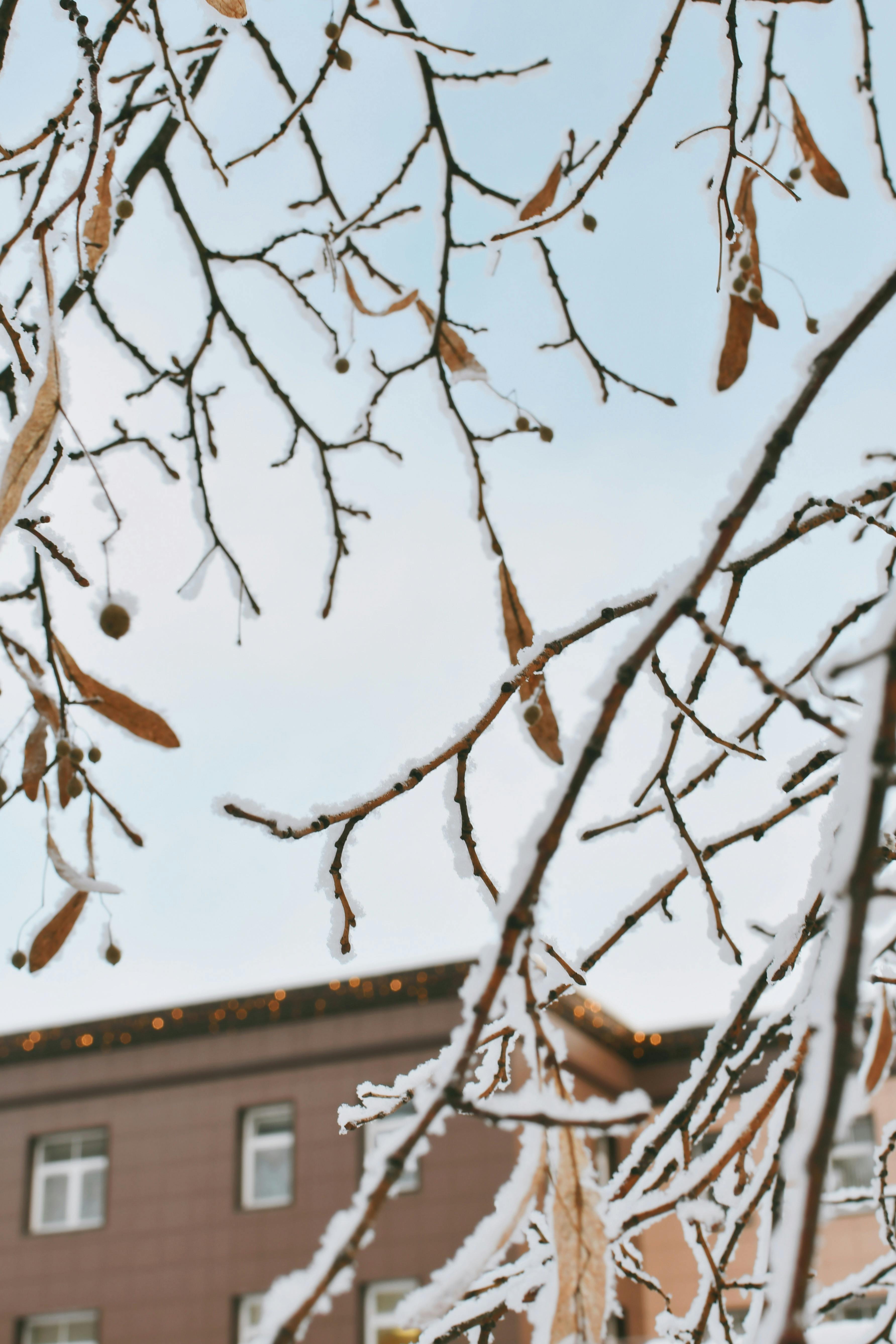 無料 雪をかぶった枝が冬の光で飾られた都会の建物を縁取ります。 写真素材