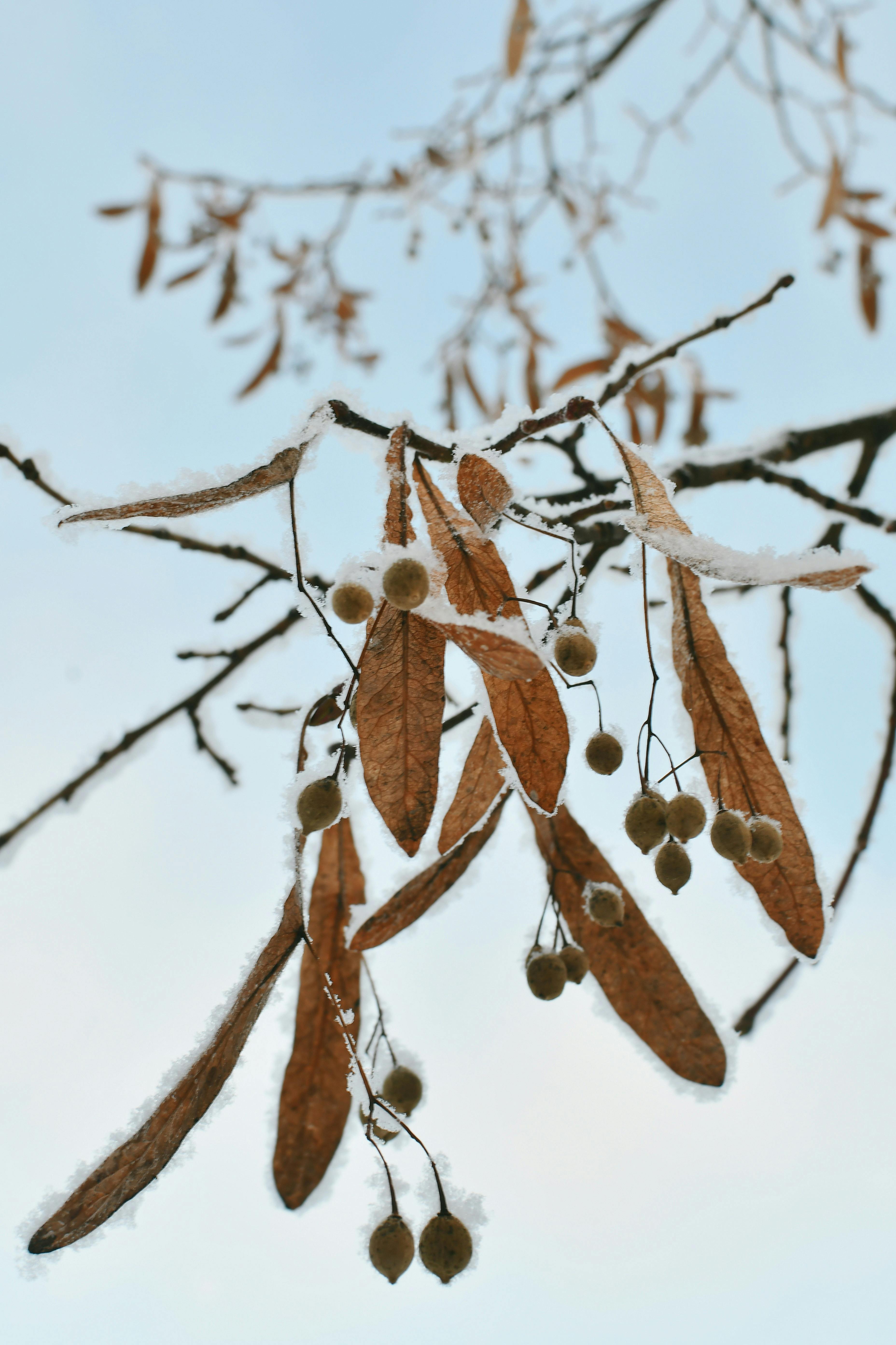 Gratis Tampilan jarak dekat cabang-cabang yang tertutup embun beku dengan daun dan kuncup berwarna cokelat di musim dingin. Foto Stok