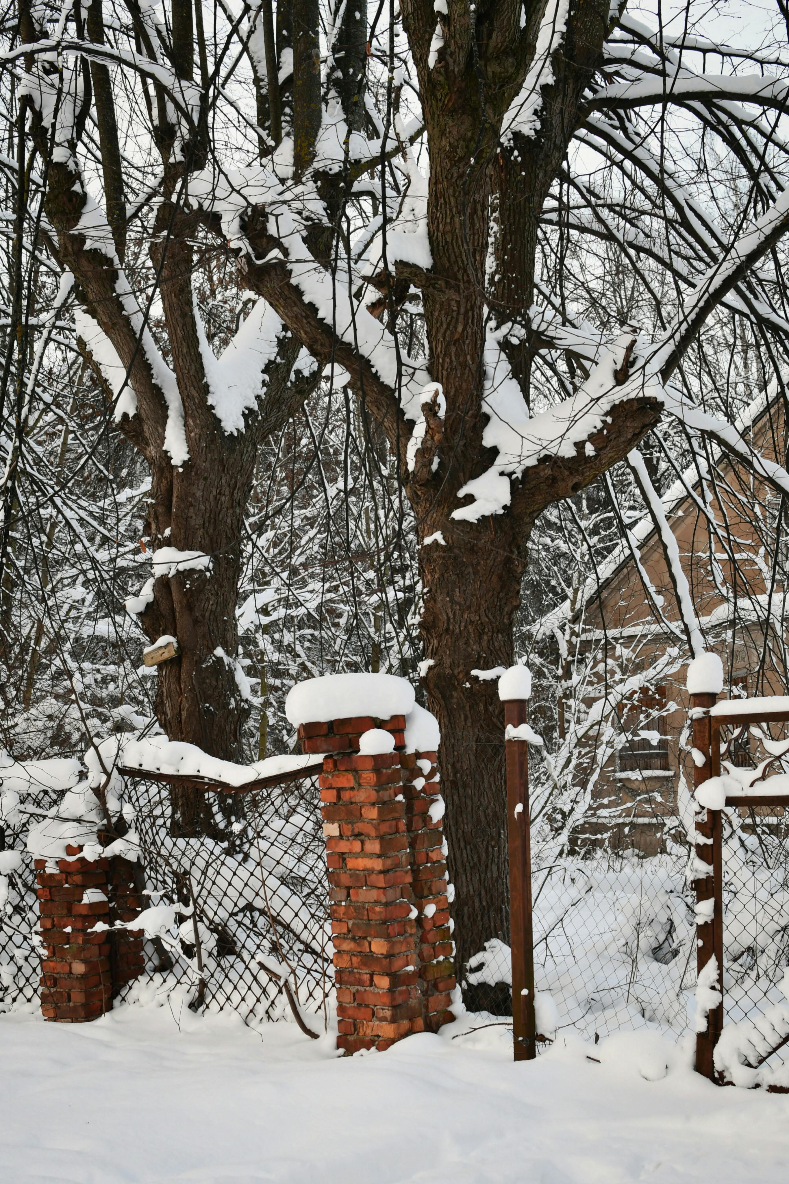 無料 コールド, さびれた, ナチュラルの無料の写真素材 写真素材