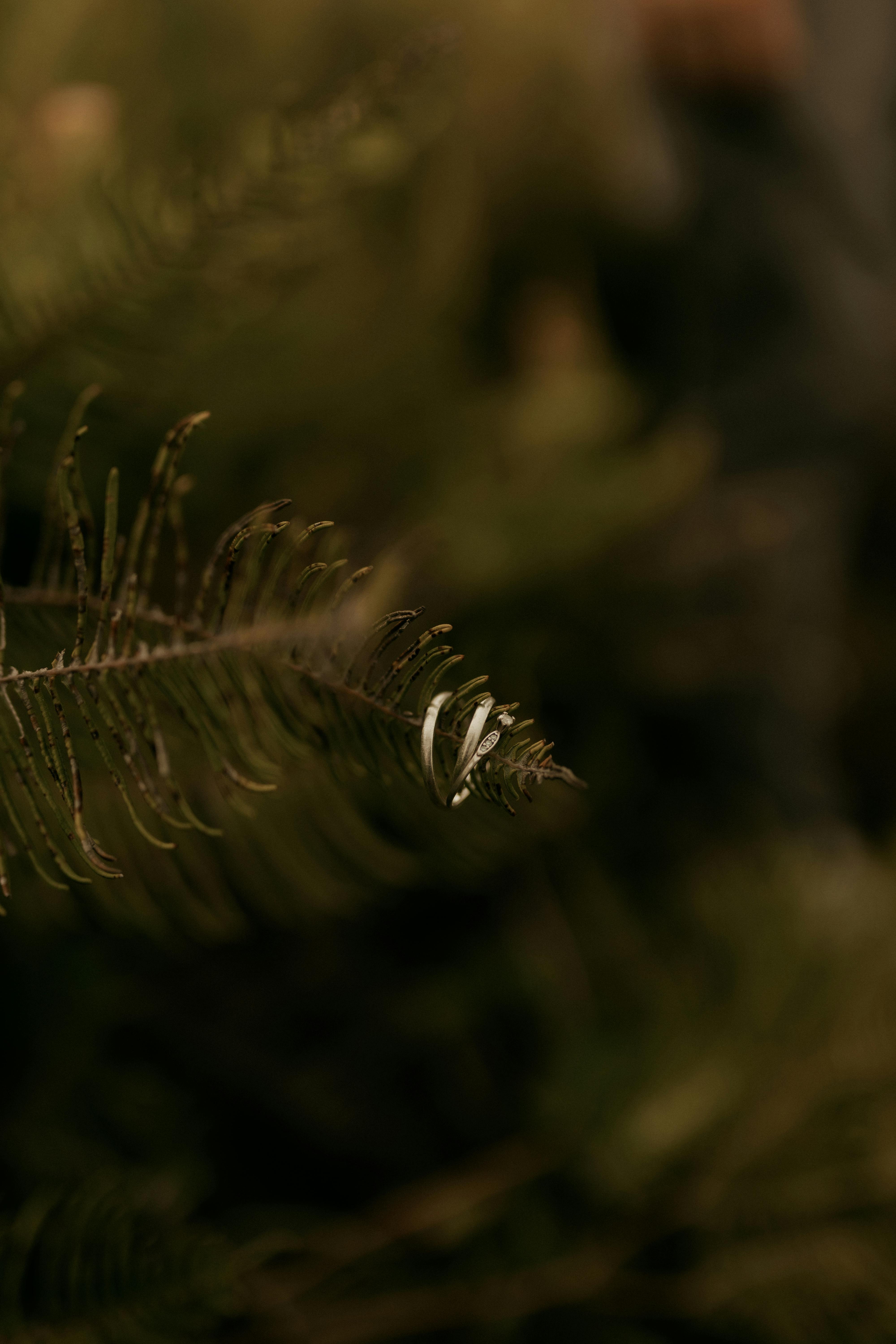 무료 배경이 흐릿하게 처리된 소나무 잎의 클로즈업 사진은 고요하고 자연스러운 분위기를 자아냅니다. 스톡 사진