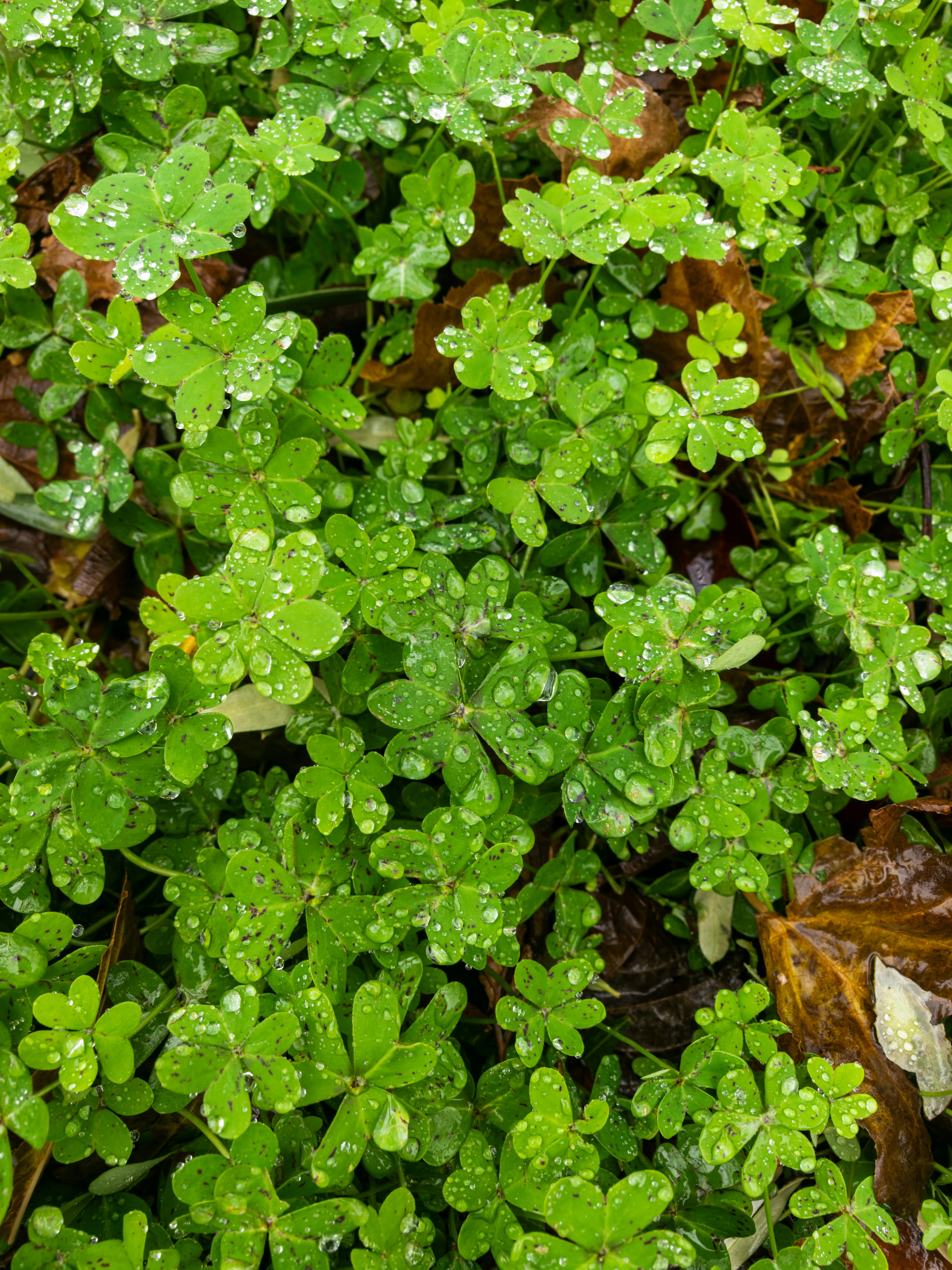 無料 plantlover, グランドカバー, クローバーの無料の写真素材 写真素材