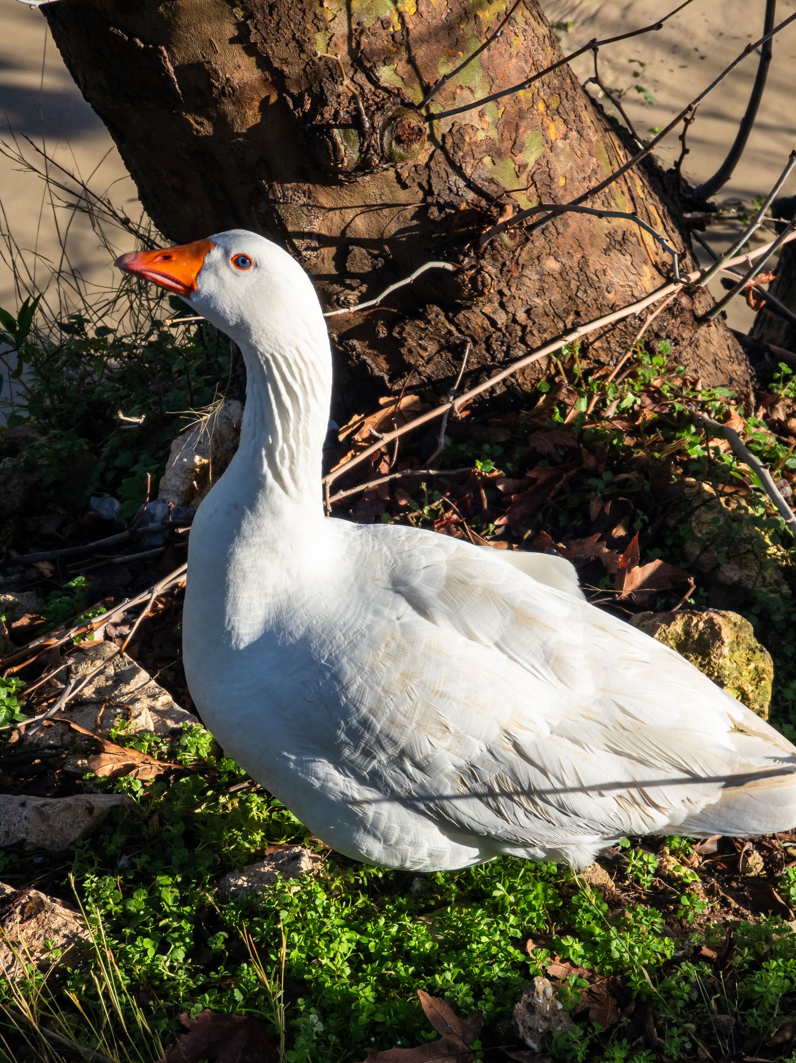White Goose by Tree in Natural Habitat · Free Stock Photo