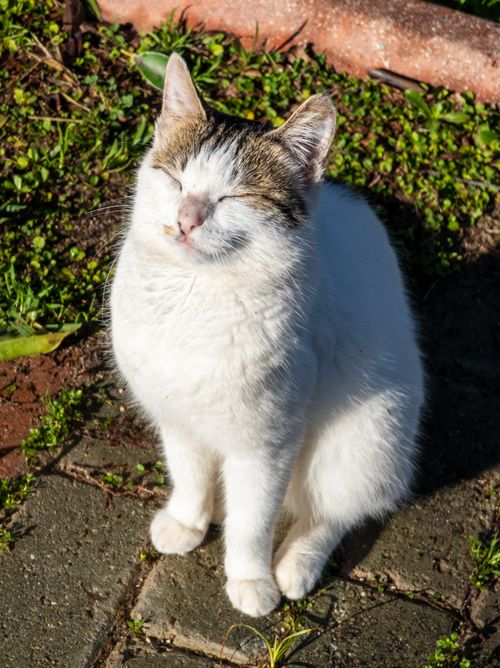 Free A relaxed white and tabby cat enjoys sunlight in a garden setting. Stock Photo