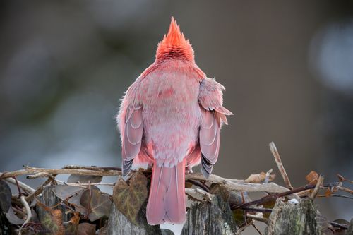 Free Close-up of a red northern cardinal from behind on a fence in winter, Darien, Connecticut. Stock Photo