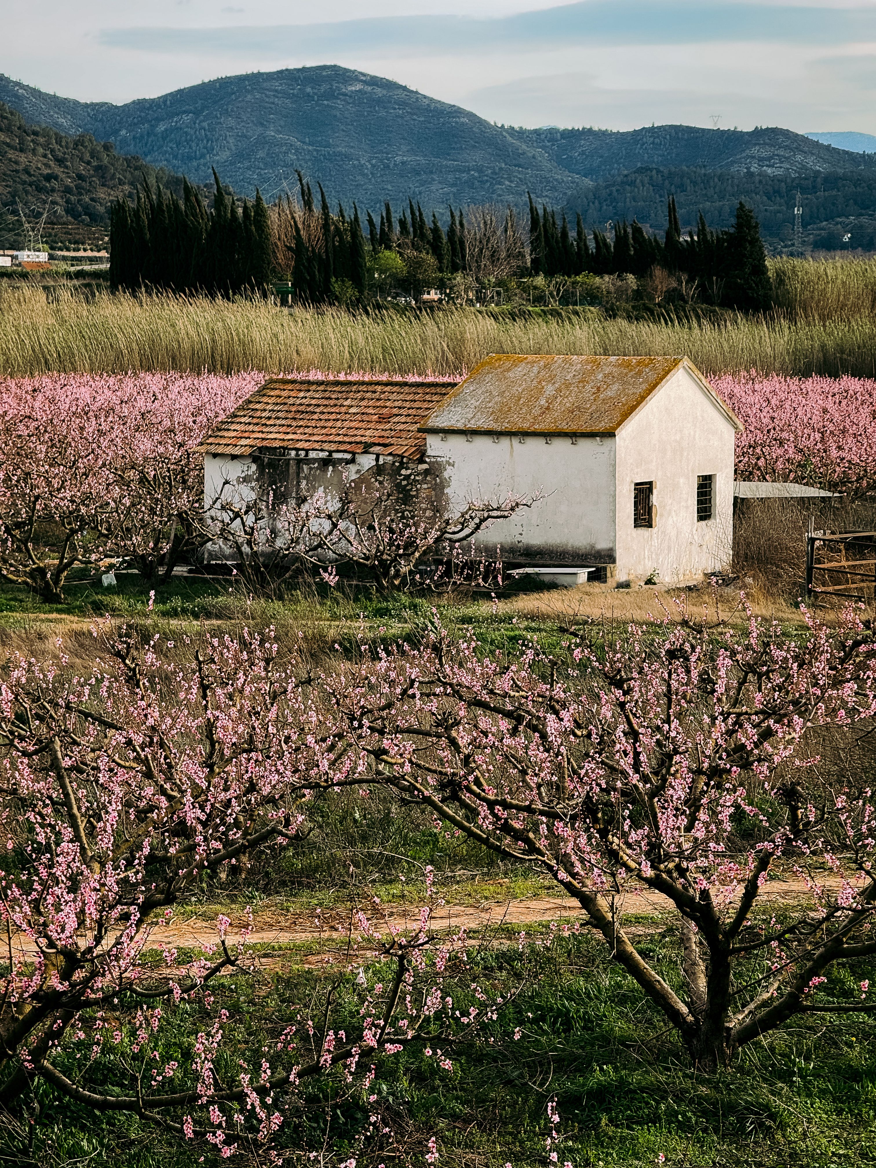 Scenic view of a rustic farmhouse surrounded by blossoming pink trees in Valencian countryside, Spain.