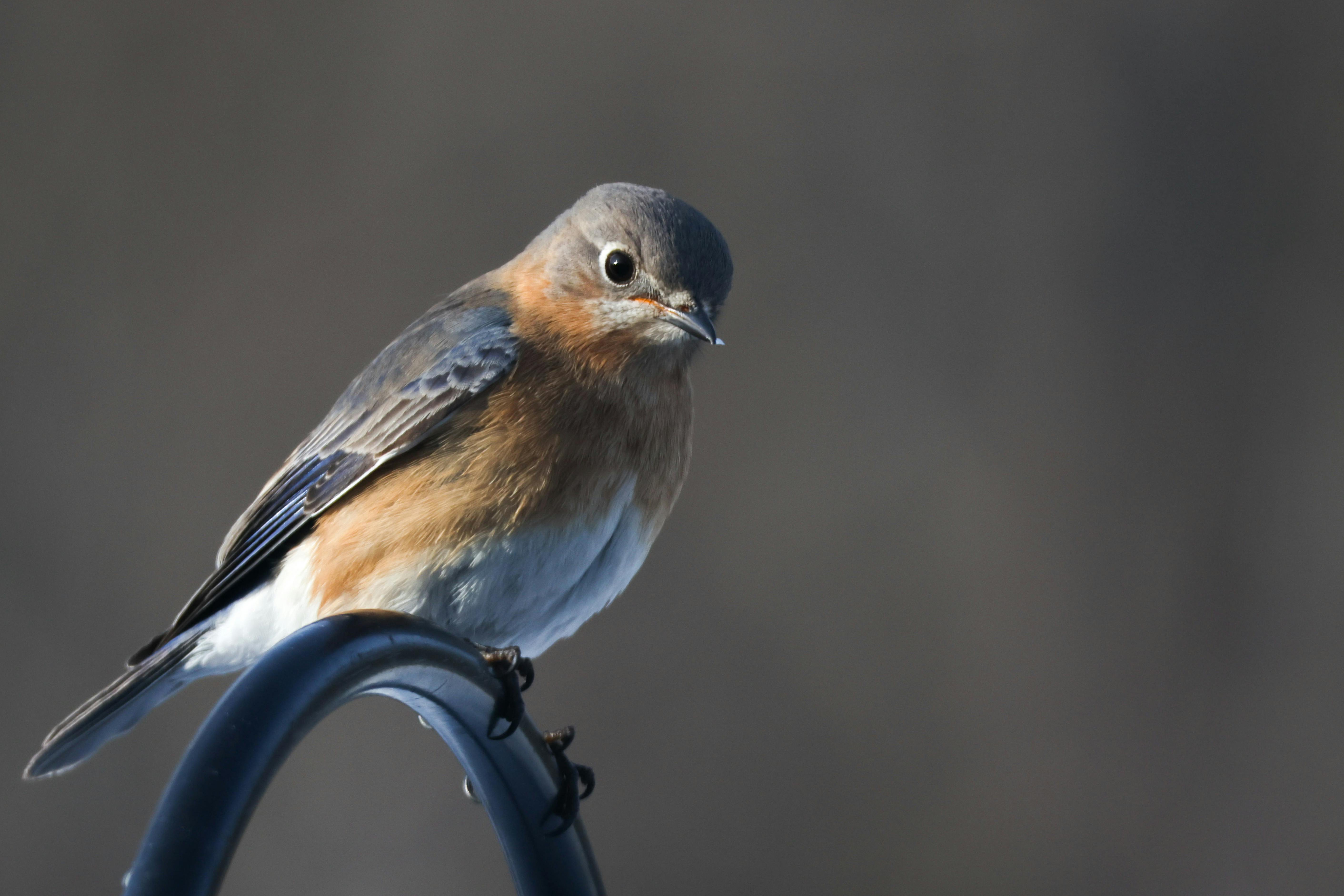 50 Common Birds Of North America