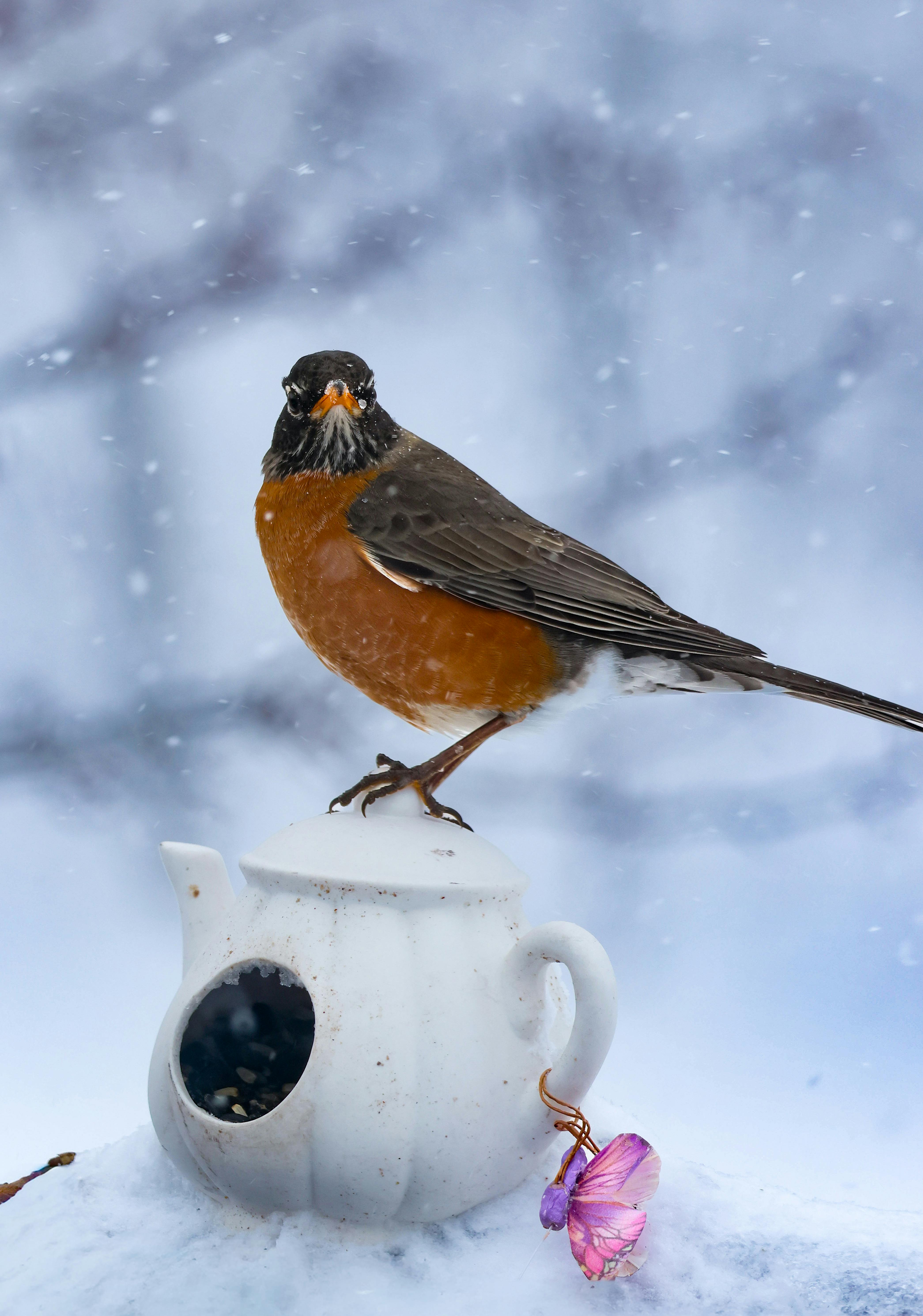 Gratis Burung robin Amerika bertengger di teko dalam pemandangan bersalju, mengabadikan keindahan musim dingin. Foto Stok