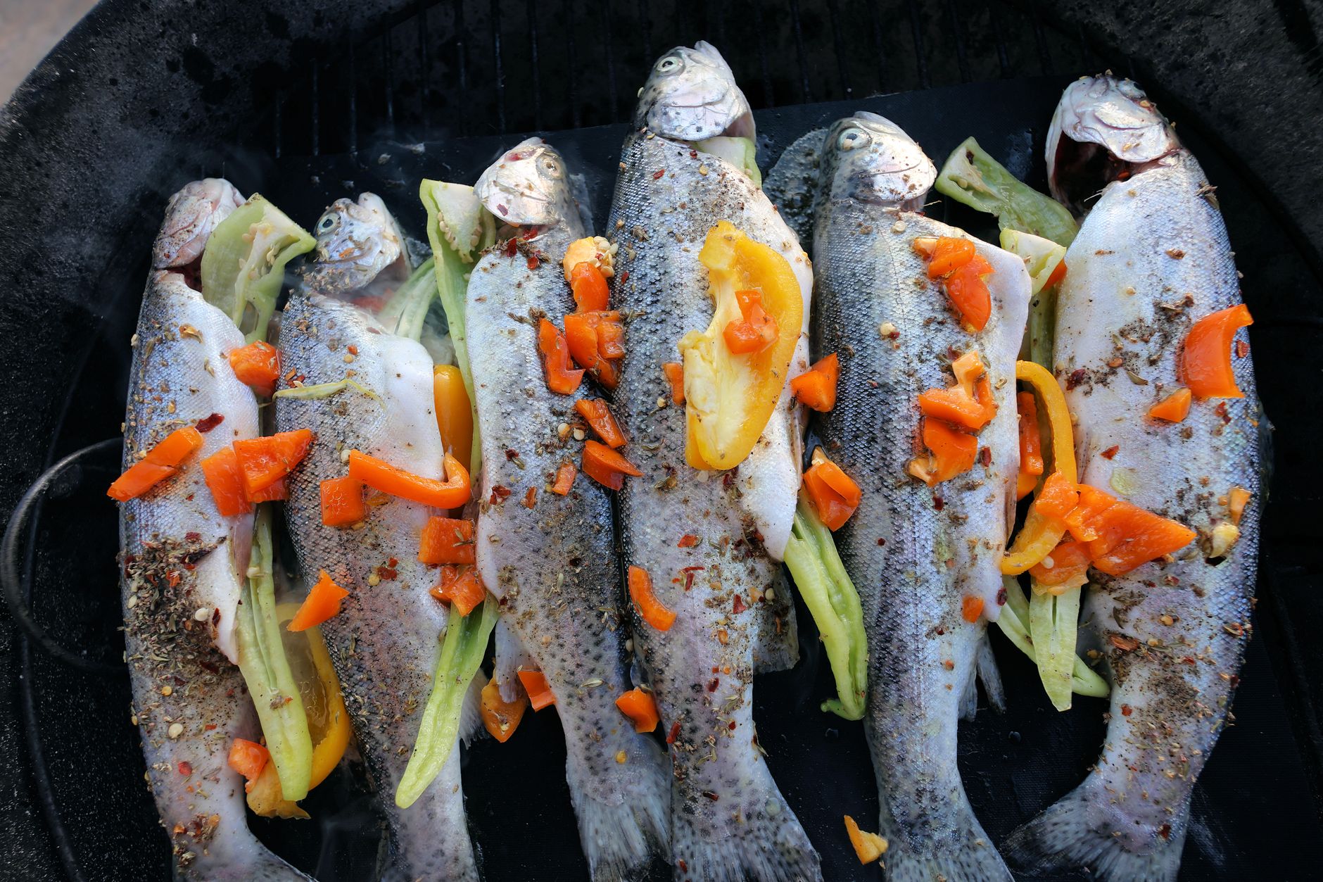 trout photograph for this story