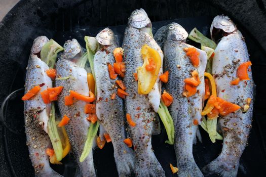 Trout Fish