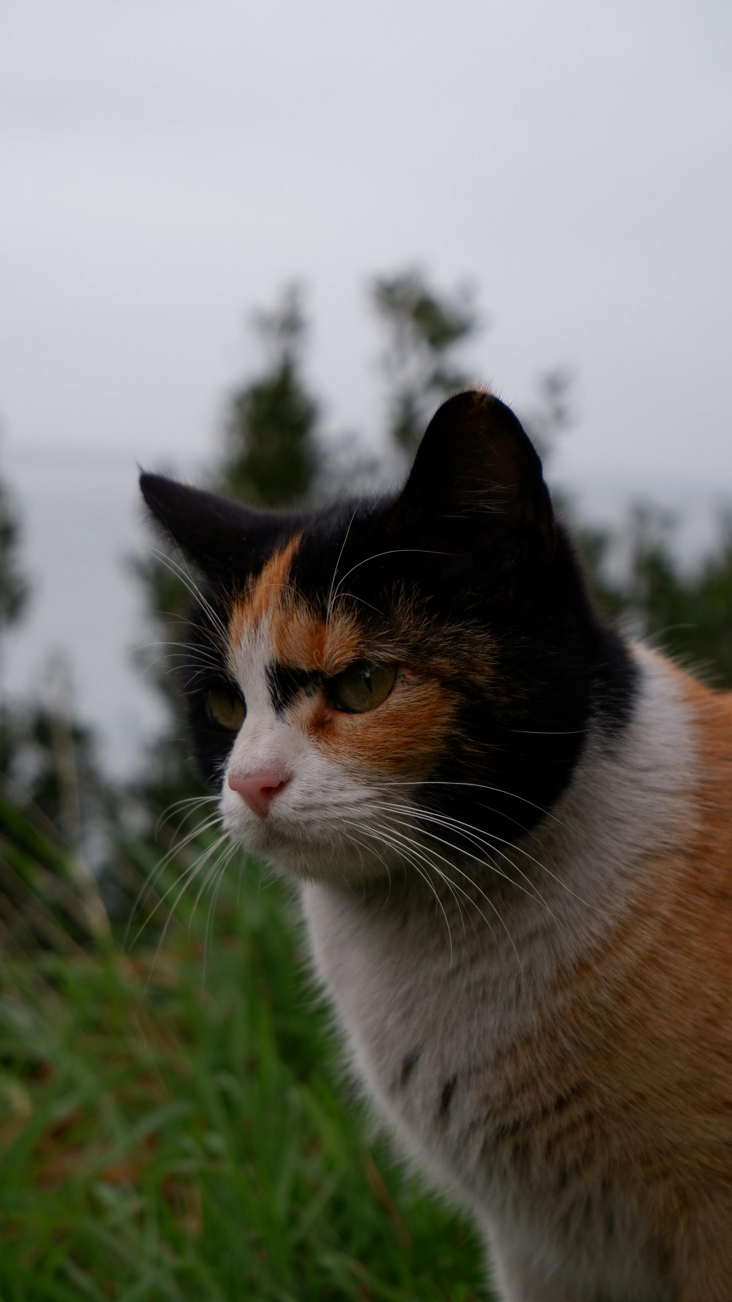 Close-up of a calico cat in an outdoor setting with greenery in the background.