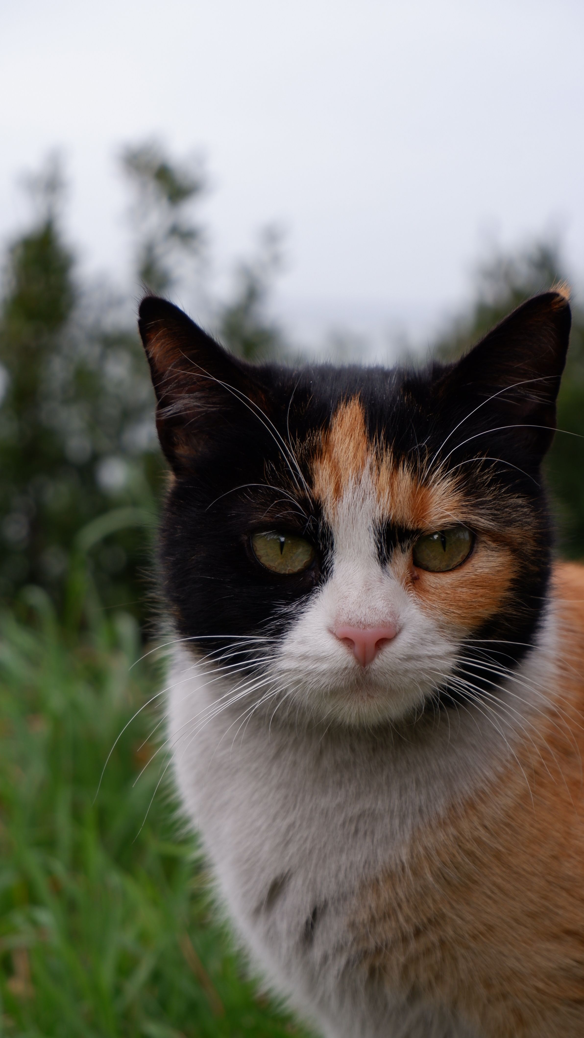 A detailed portrait of a calico cat outdoors with greenery background.