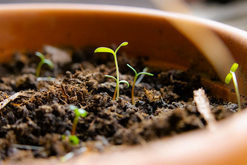 Tiny seedlings emerging from a terracotta pot — cherry tree germination from pit in a Surrey BC garden