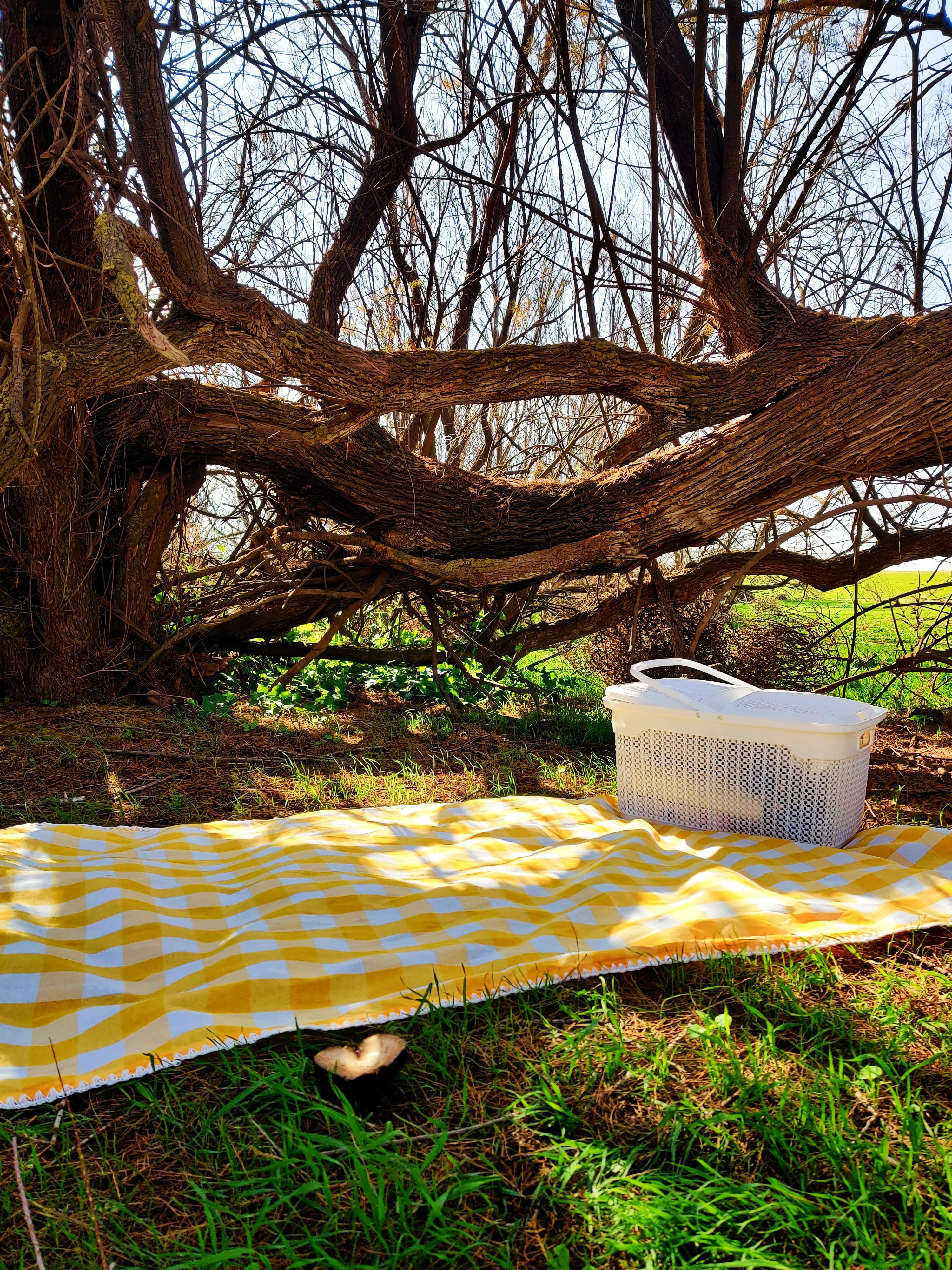 Yellow picnic blanket and basket under a sprawling tree in sunny weather.
