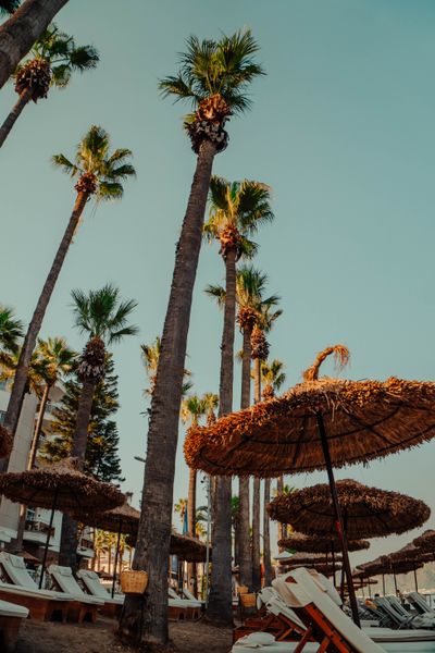 Palm trees against a pale sky — photo by Marina Grechko on Pexels